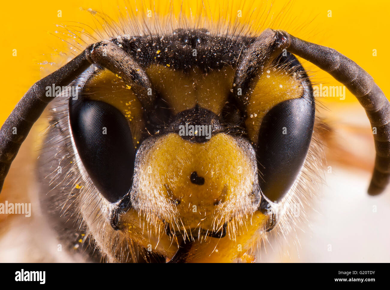 Bees close up face shot. Stack image. Stock Photo