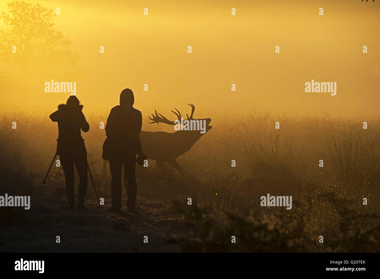 Photographing deer during the rut hi-res stock photography and images ...