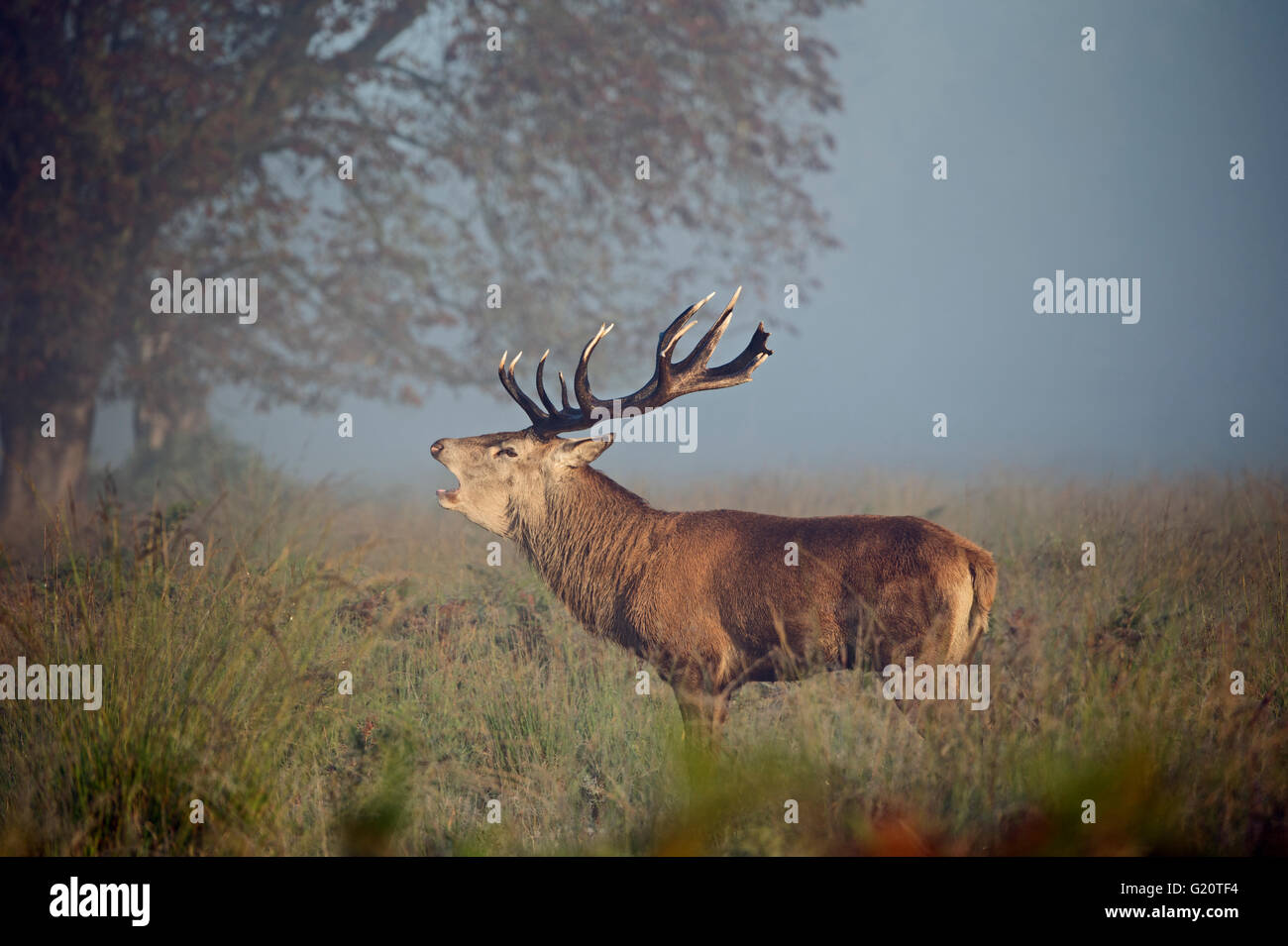 Red Deer (Cervus elaphus) stag during rut on a misty dawn in Richmond Park National Nature Reserve London October Stock Photo