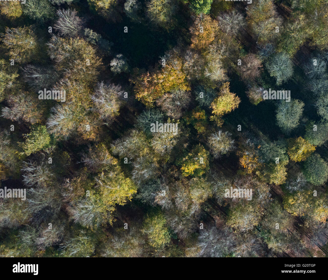 Aerial view of deciduous woodland in Thetfor Forest in late autumn Norfolk Stock Photo