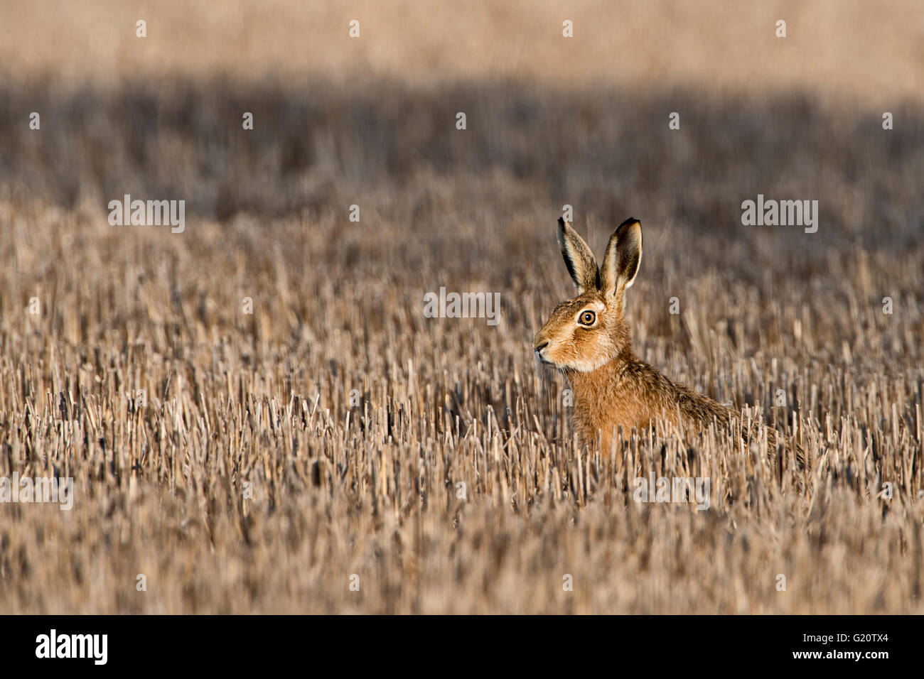 European Brown Hare, Lepus europaeus in winter Norfolk UK March Stock Photo