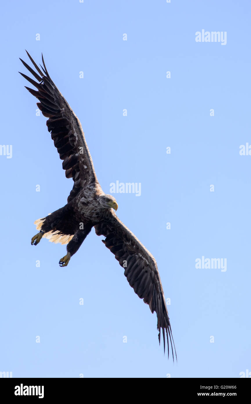 White-tailed sea eagle in flight Stock Photo
