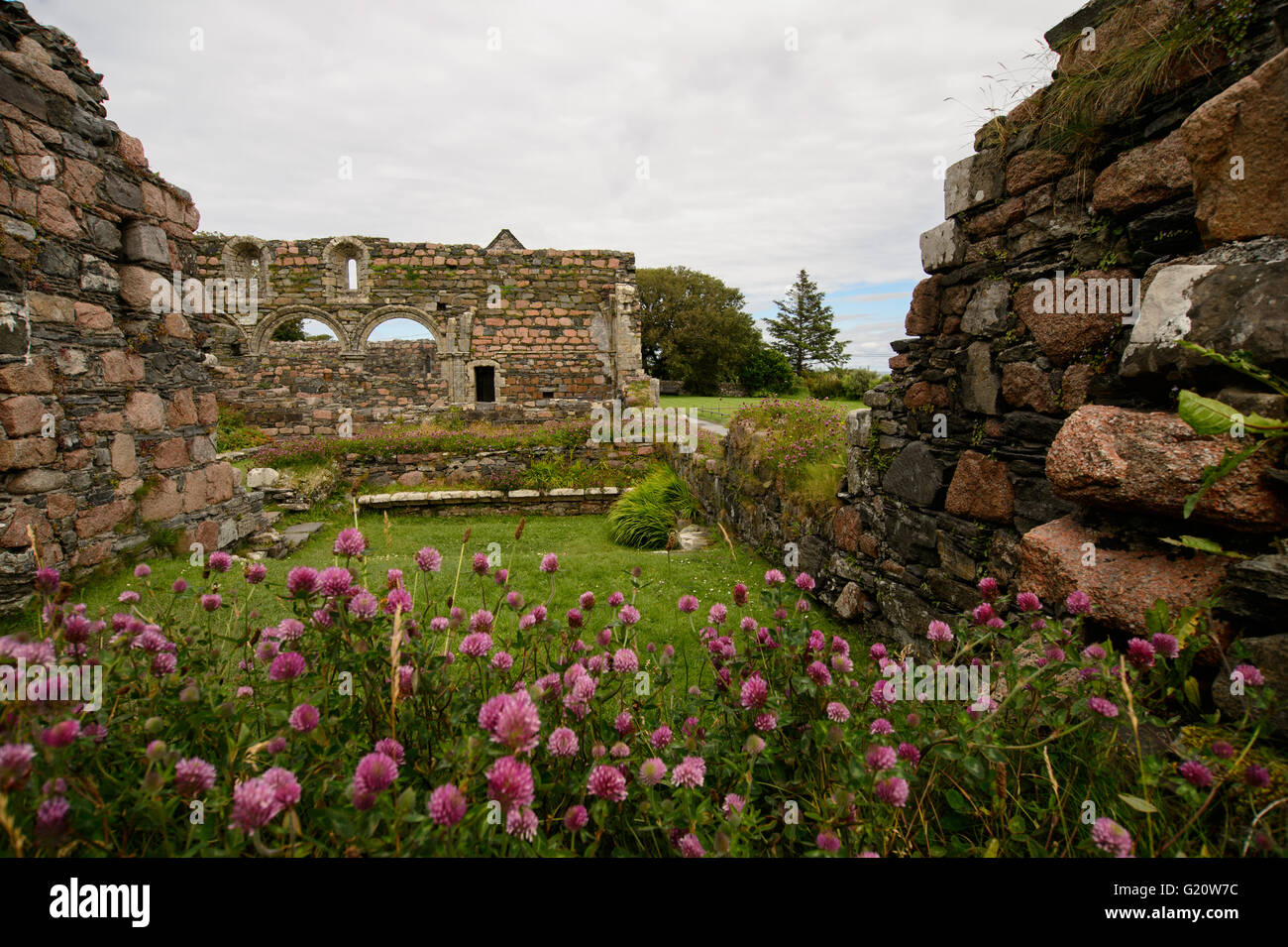 Flowers on the remains of the historic nunnery on Isle of Iona, Scotland. Stock Photo