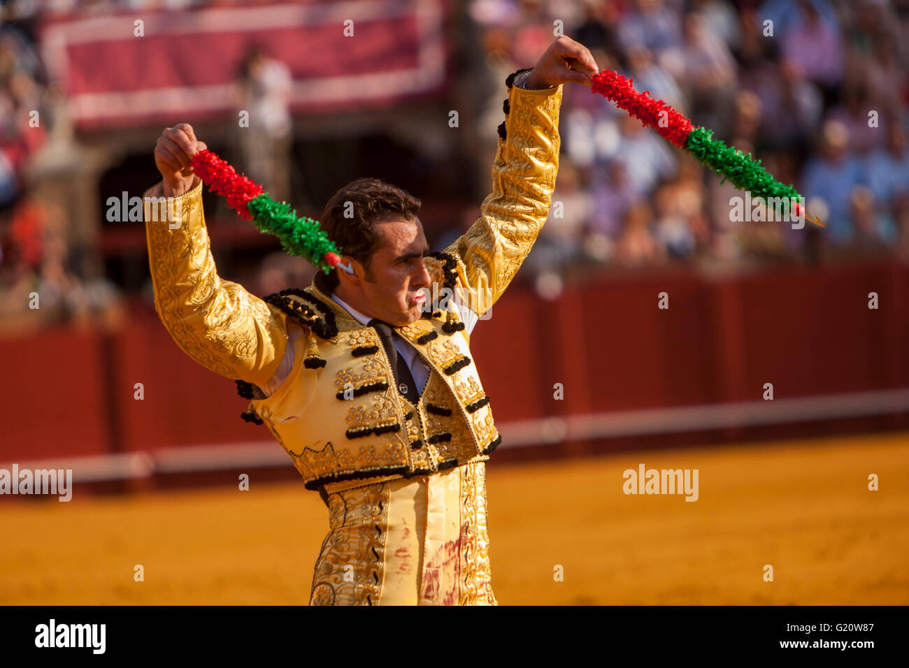 Bull fighting, torero leaping over bull. Bull has barbs banderillas,  embedded shoulder from Tercio