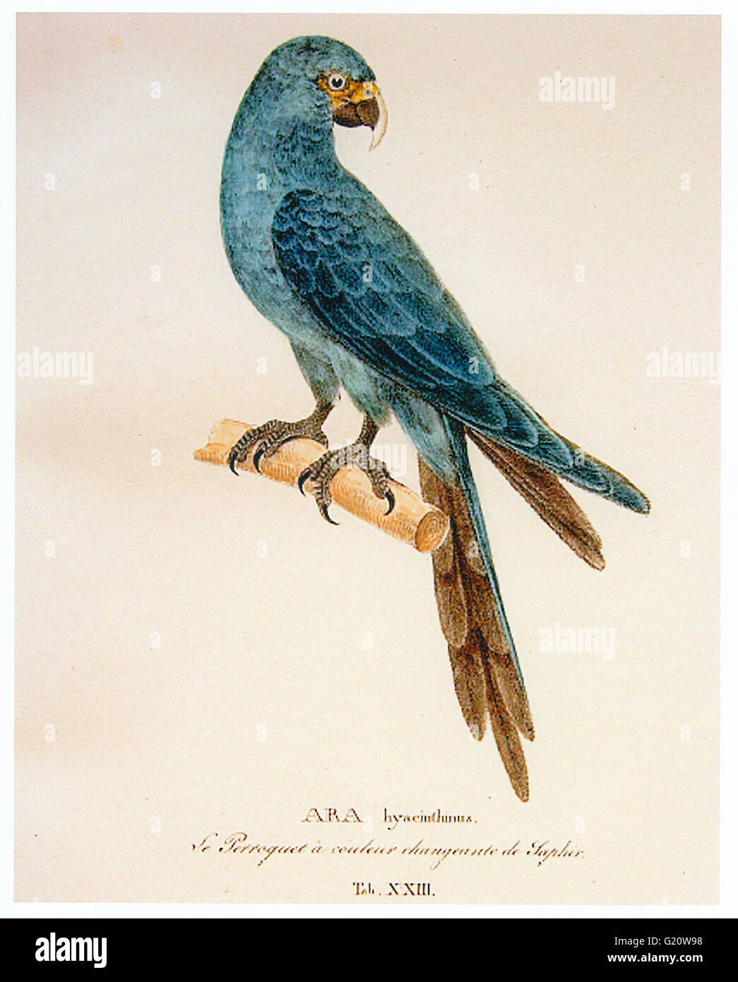 Johann Baptist von Spix painting of a Spix's Macaw from 1824 - individual has the bill of a juvenile Stock Photo