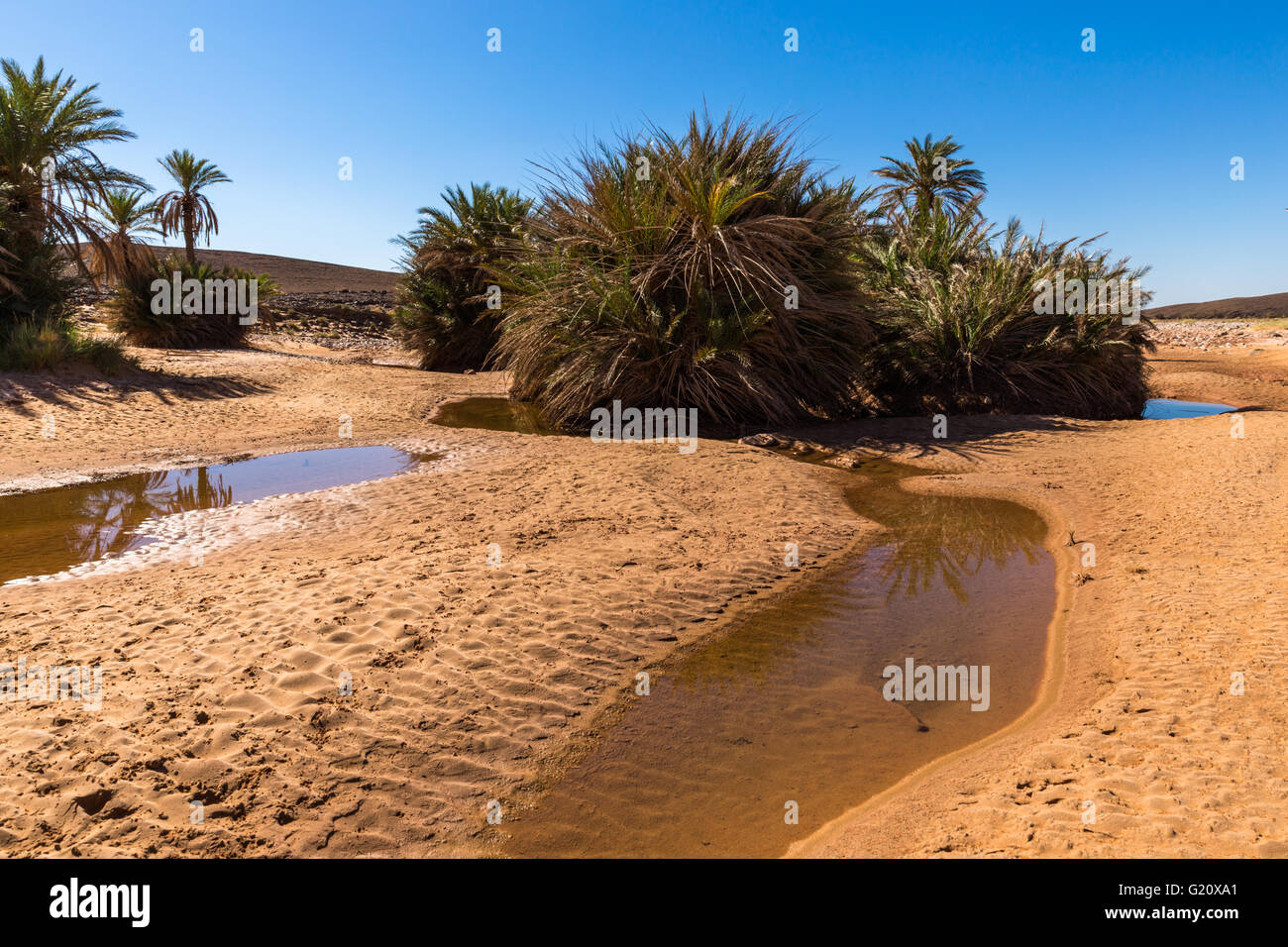 water in the oasis, Sahara desert Stock Photo