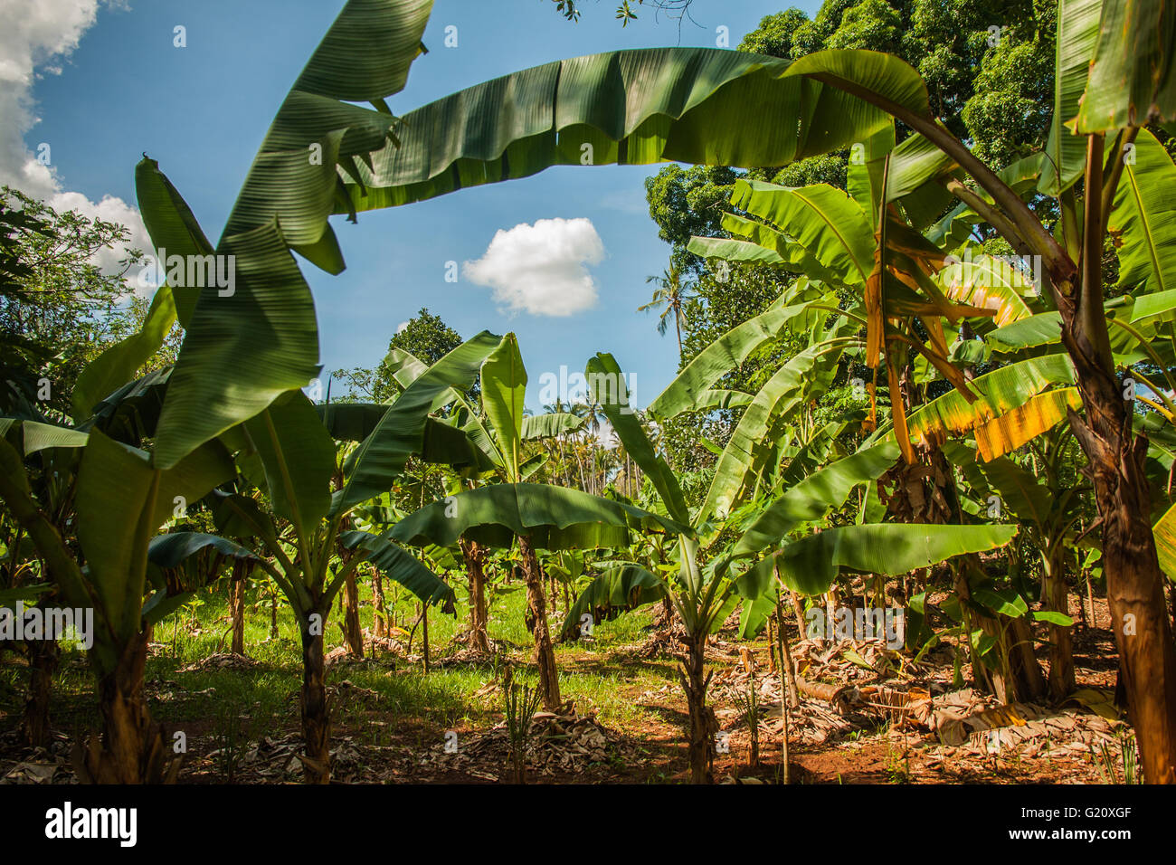Palm tree in the jungle Stock Photo Alamy