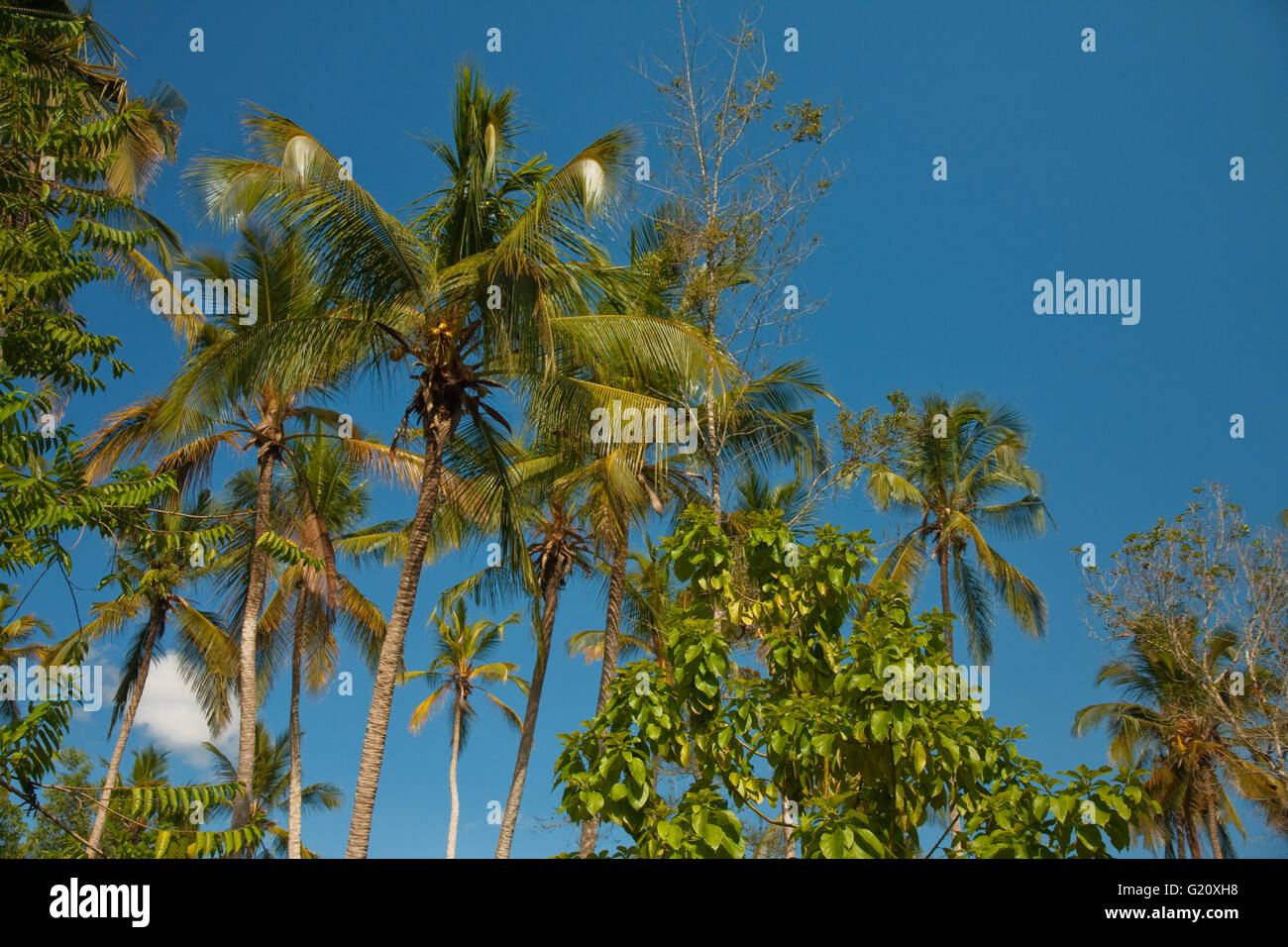 Palm tree in the jungle Stock Photo Alamy