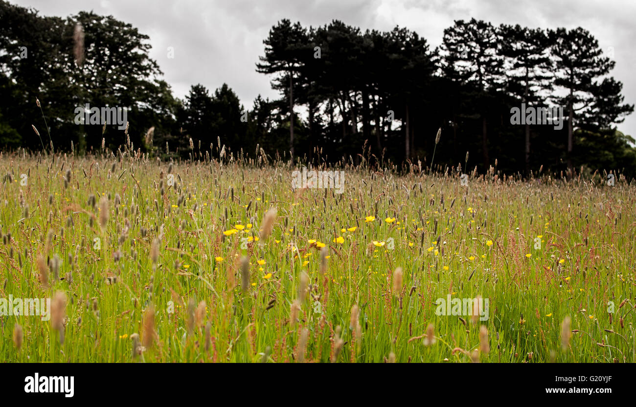 Wild flowers against a stormy background Stock Photo
