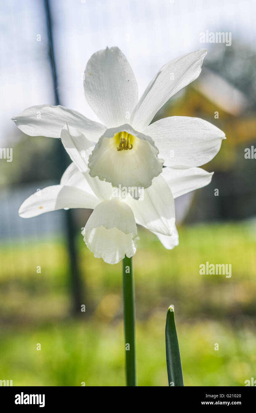 Beautiful pair of all white Daffodils Mount Hood Stock Photo Alamy