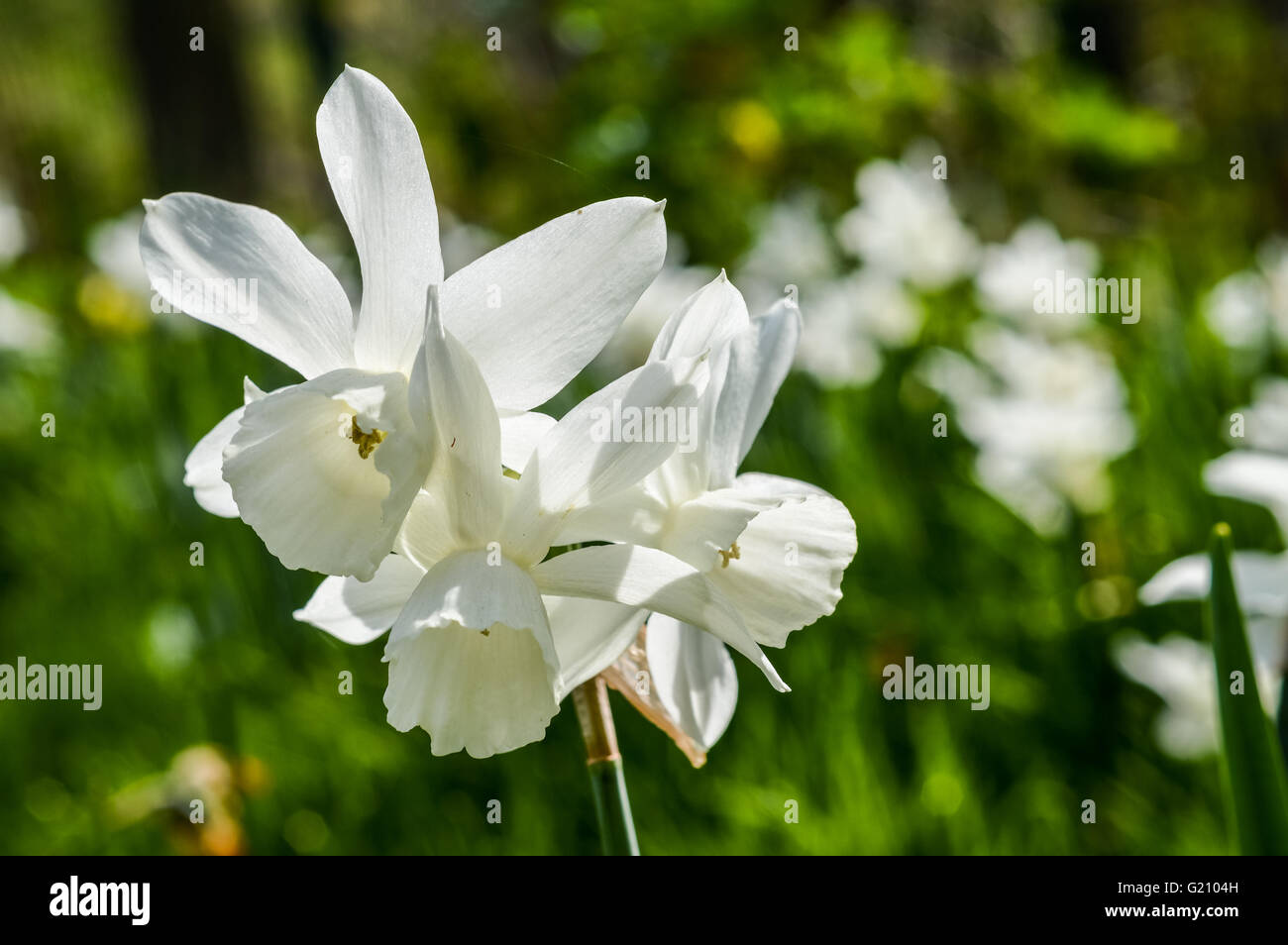 Narcissus 'Thalia' - triandrus daffodil Stock Photo