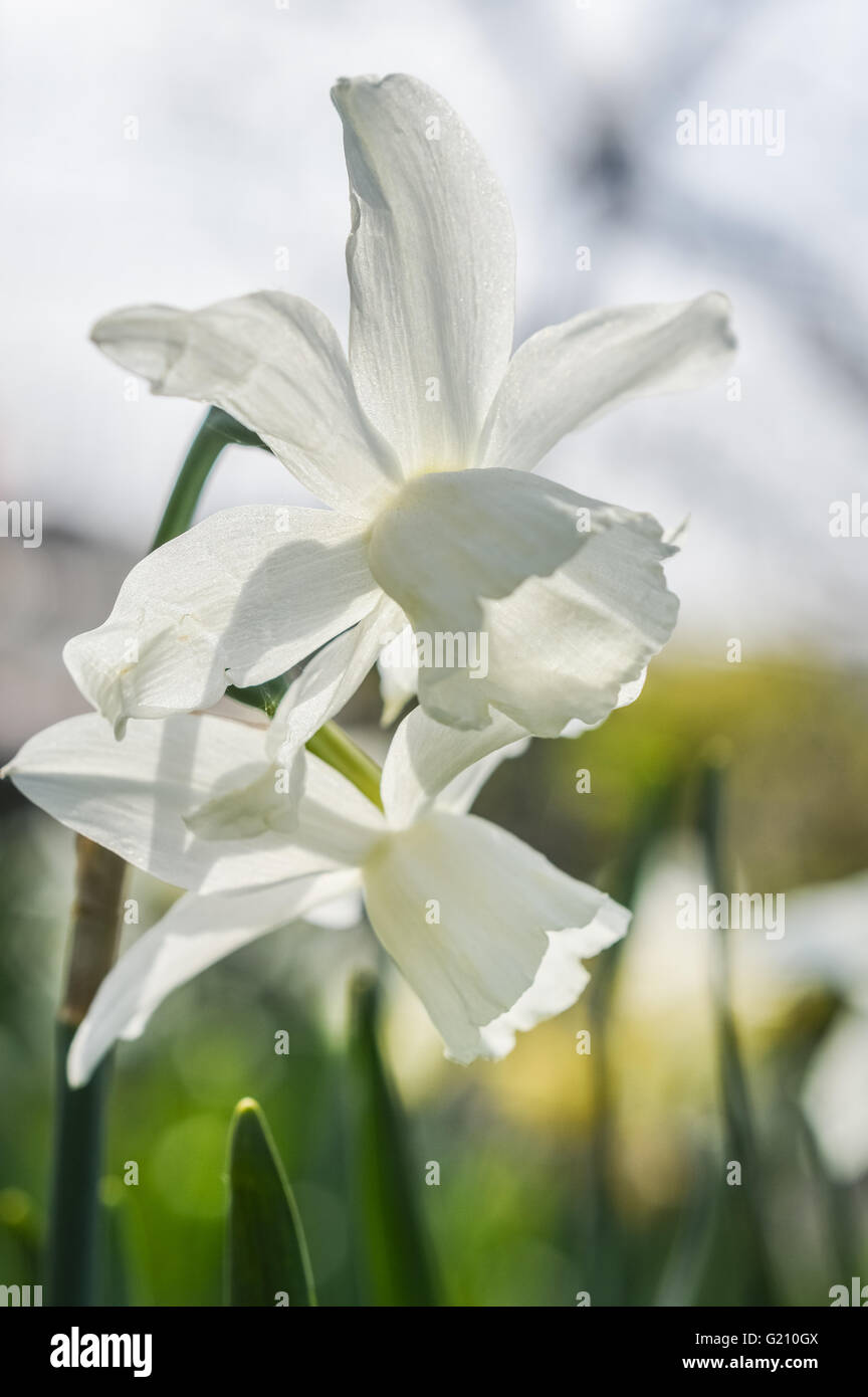all white Daffodils Mount Hood Stock Photo