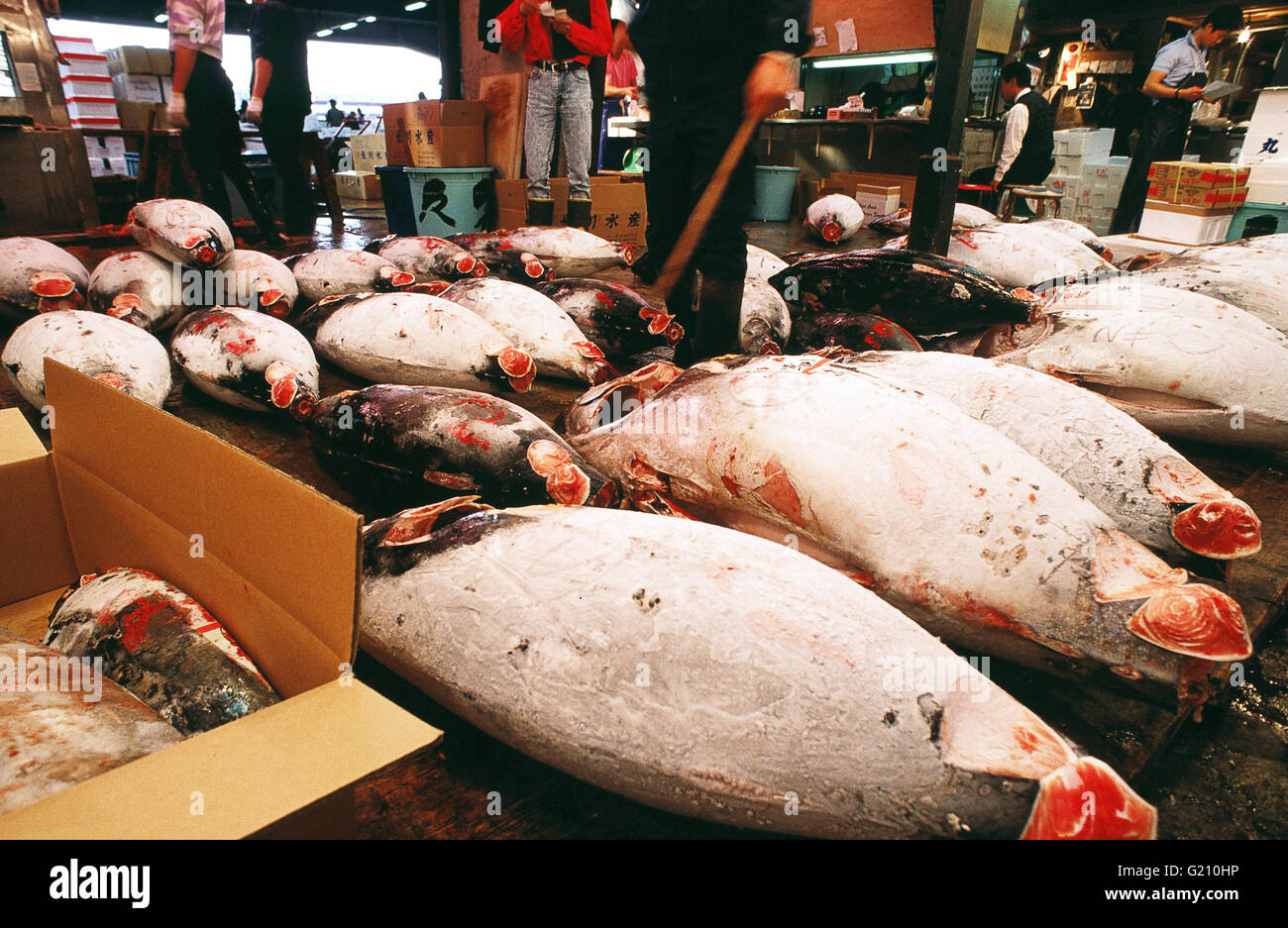 Japan - Tokyo. Tsujiki Fish Market. Frozen tunas are selected for cutting on band saw Stock Photo