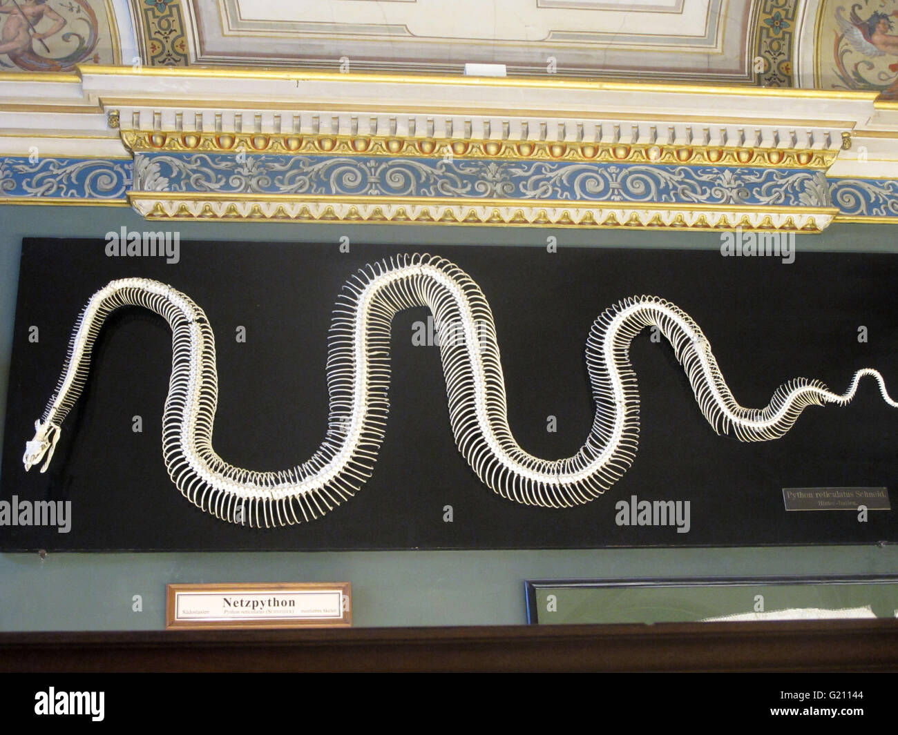 Austria - Vienna. Large python snake skeleton on dispay at Museum of ...