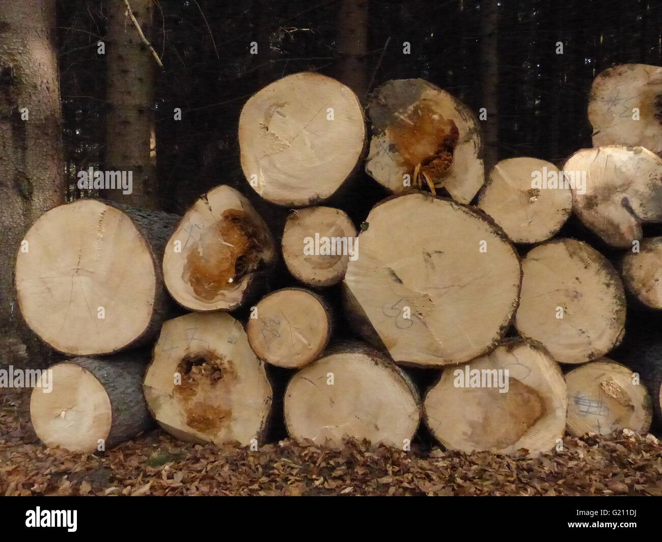 spruce logs damaged by bark beetle Stock Photo - Alamy