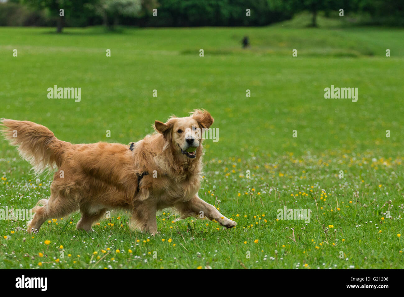 Golden retrievers family hi-res stock photography and images - Alamy