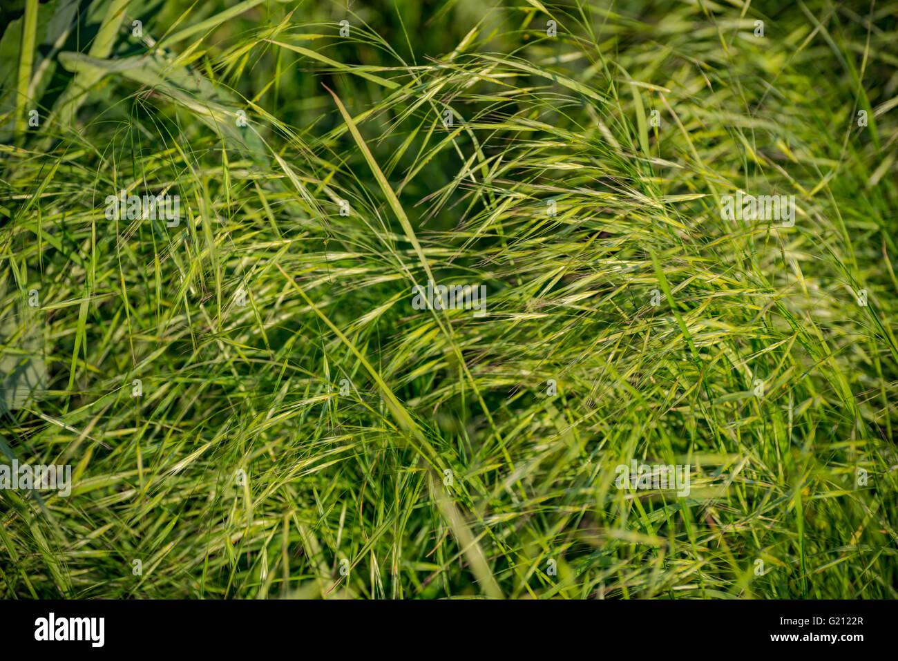 magic grass and dew abstract background Stock Photo