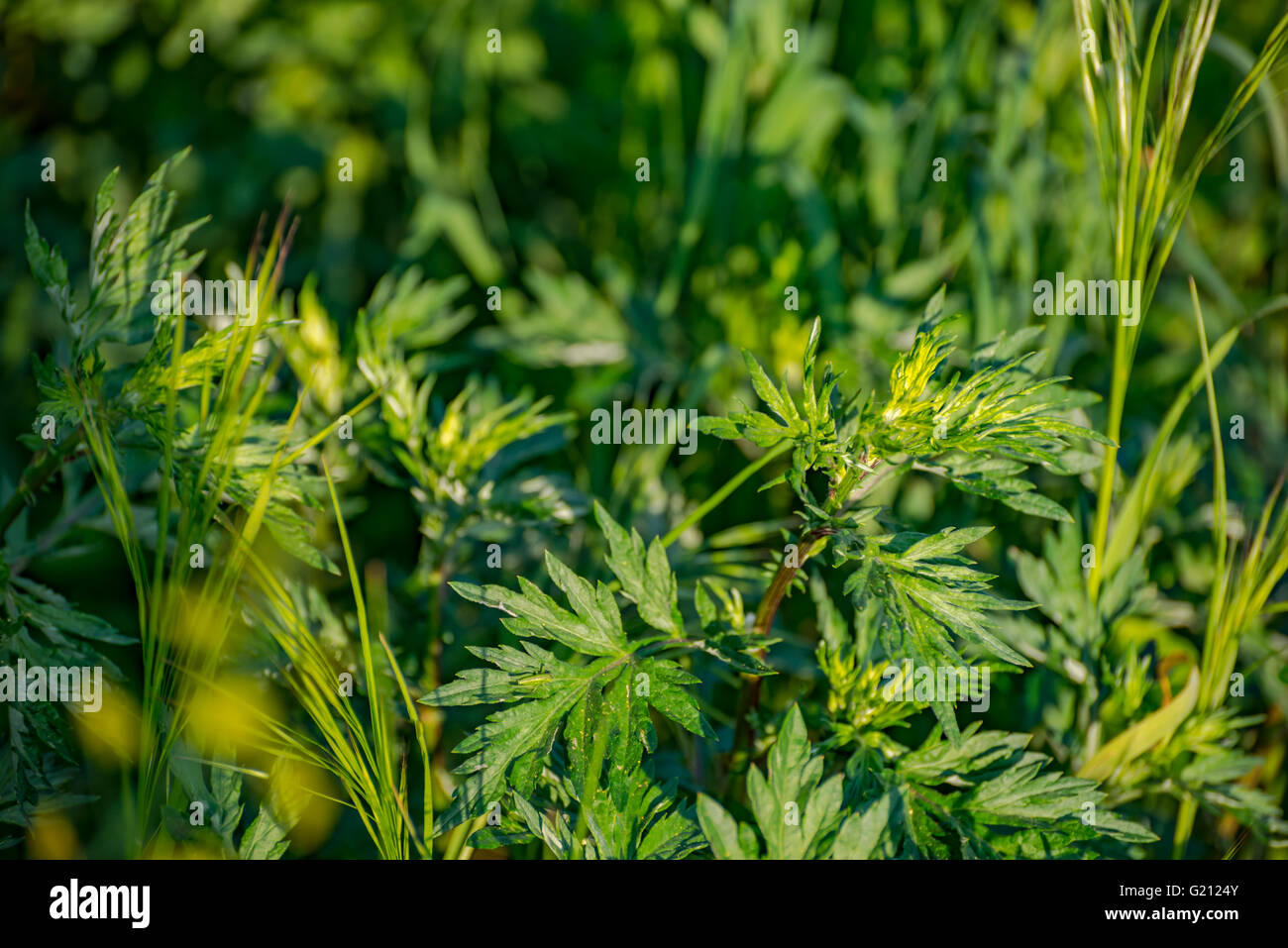 grass and dew abstract background in Germany Stock Photo