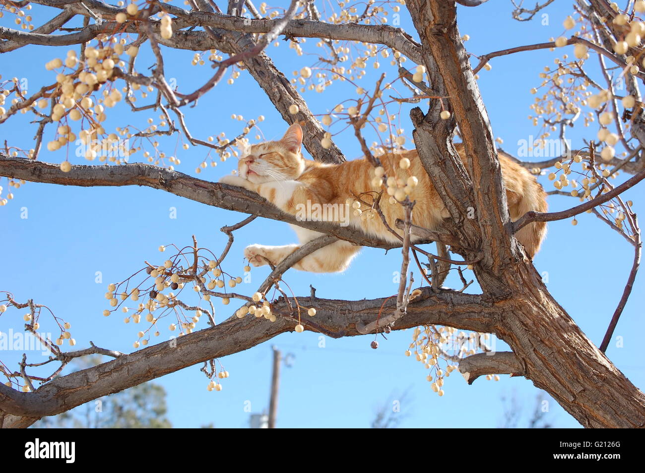 Cat balanced on tree branches and surrounded by seed pods while