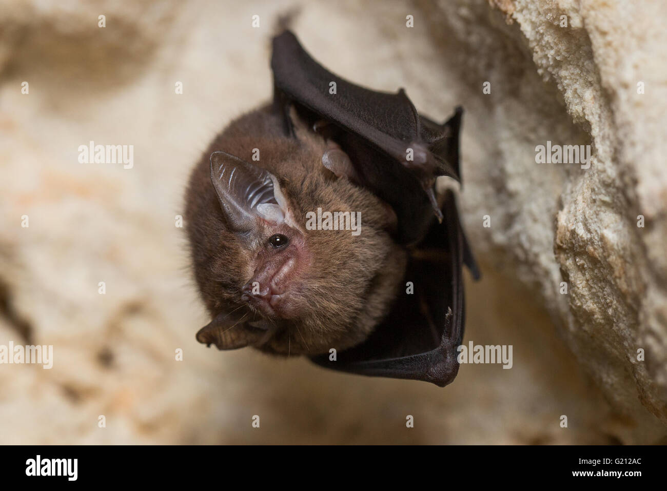 wild bat in a cave hanging Stock Photo