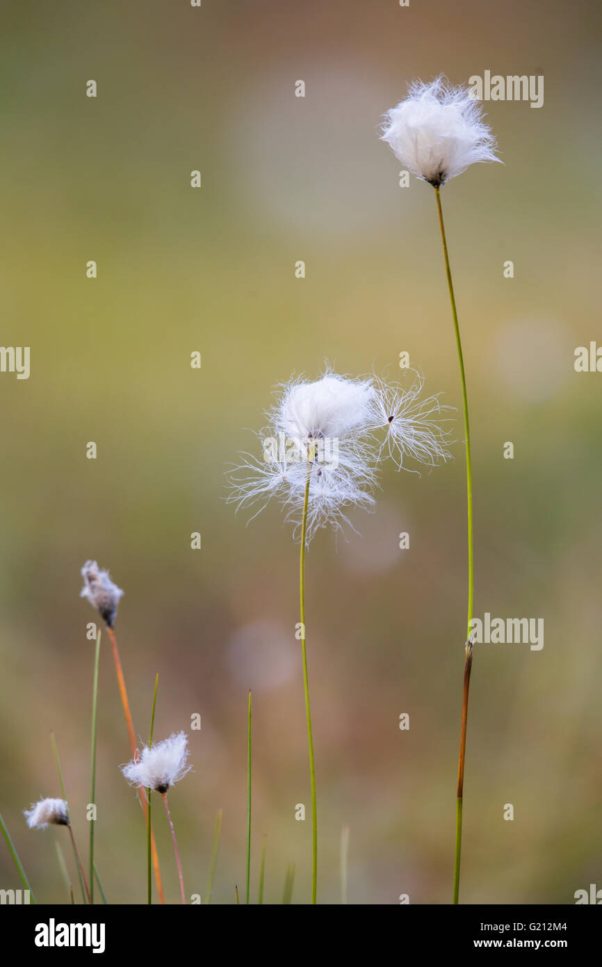 Cotton grass norway hi-res stock photography and images - Alamy