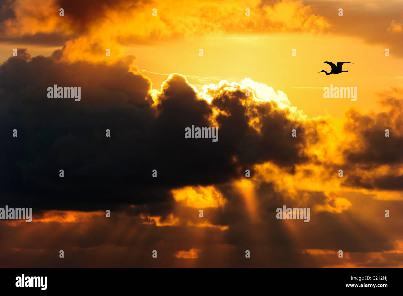 Clouds dark skies is a dramatic dark moody cloudscape with bird silhouetted against a bright sun filled sky. Stock Photo