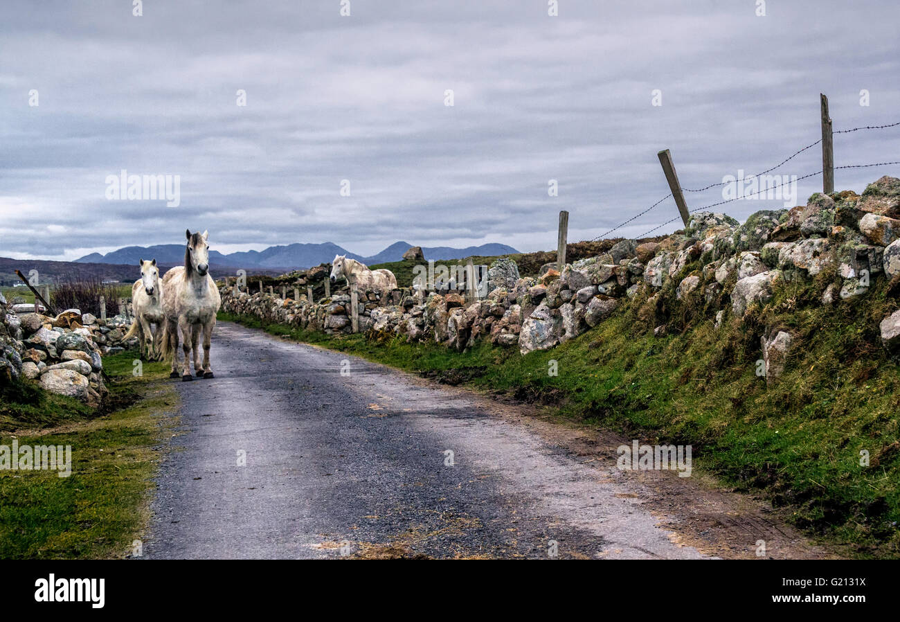 Horses standing by the road on Omey Island, Galway. The with the outline of the Twelve Bens can be seen in the distance. Stock Photo