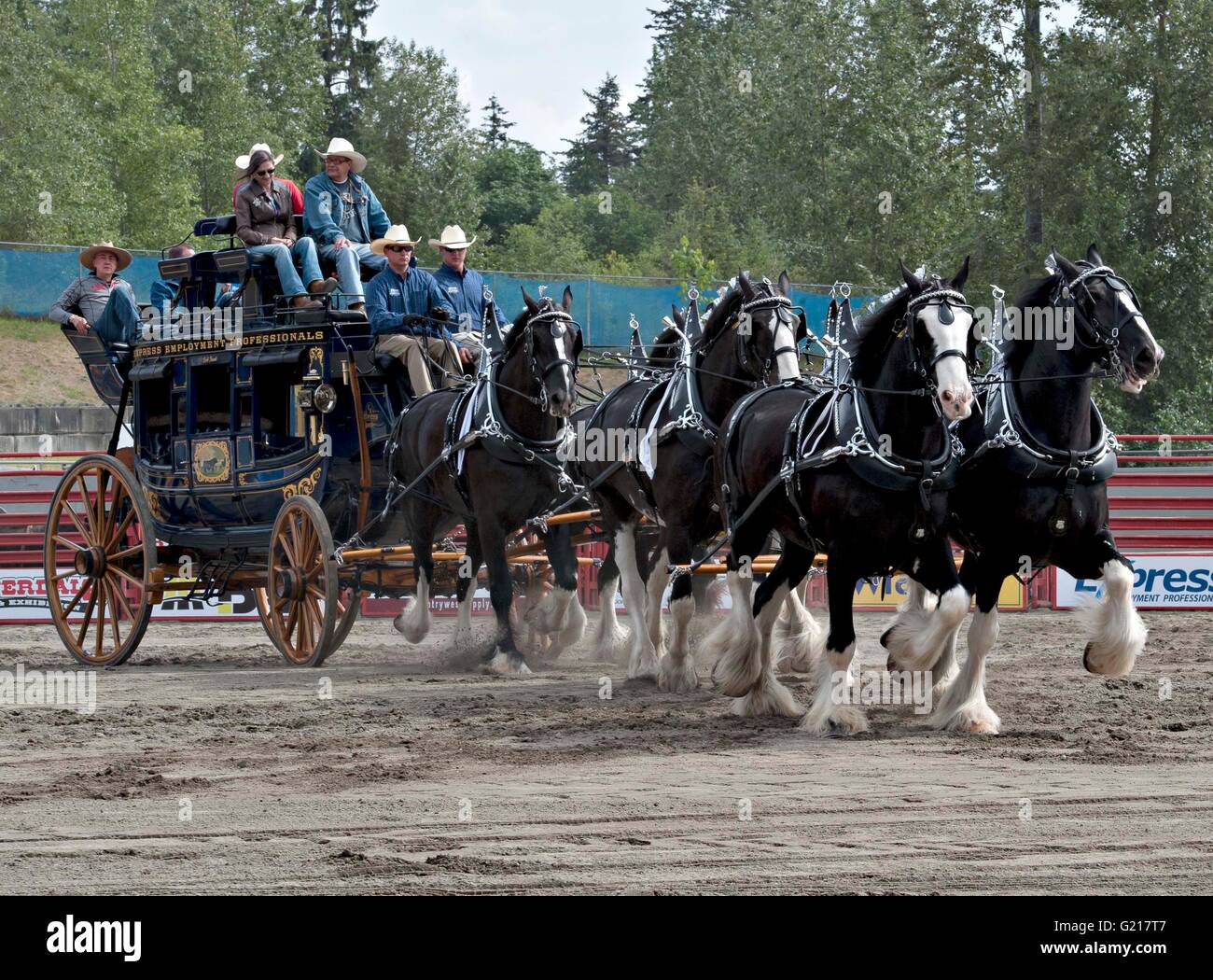 Surrey, Canada. 21st May, 2016. A show case of a traditional horse-drawn stagecoach is seen during the Cloverdale Rodeo in Surrey, Canada, May 21, 2016. More than 95 cowboys and cowgirls compete their riding skills at the 70th Cloverdale Rodeo in Surrey, Canada. Cloverdale Rodeo is one of the biggest and longest running rodeo event in North America. Credit:  Andrew Soong/Xinhua/Alamy Live News Stock Photo