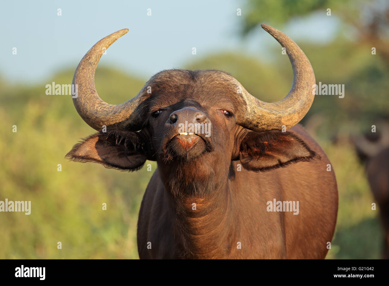 Portrait of an African or Cape buffalo (Syncerus caffer), Mokala National park, South Africa Stock Photo