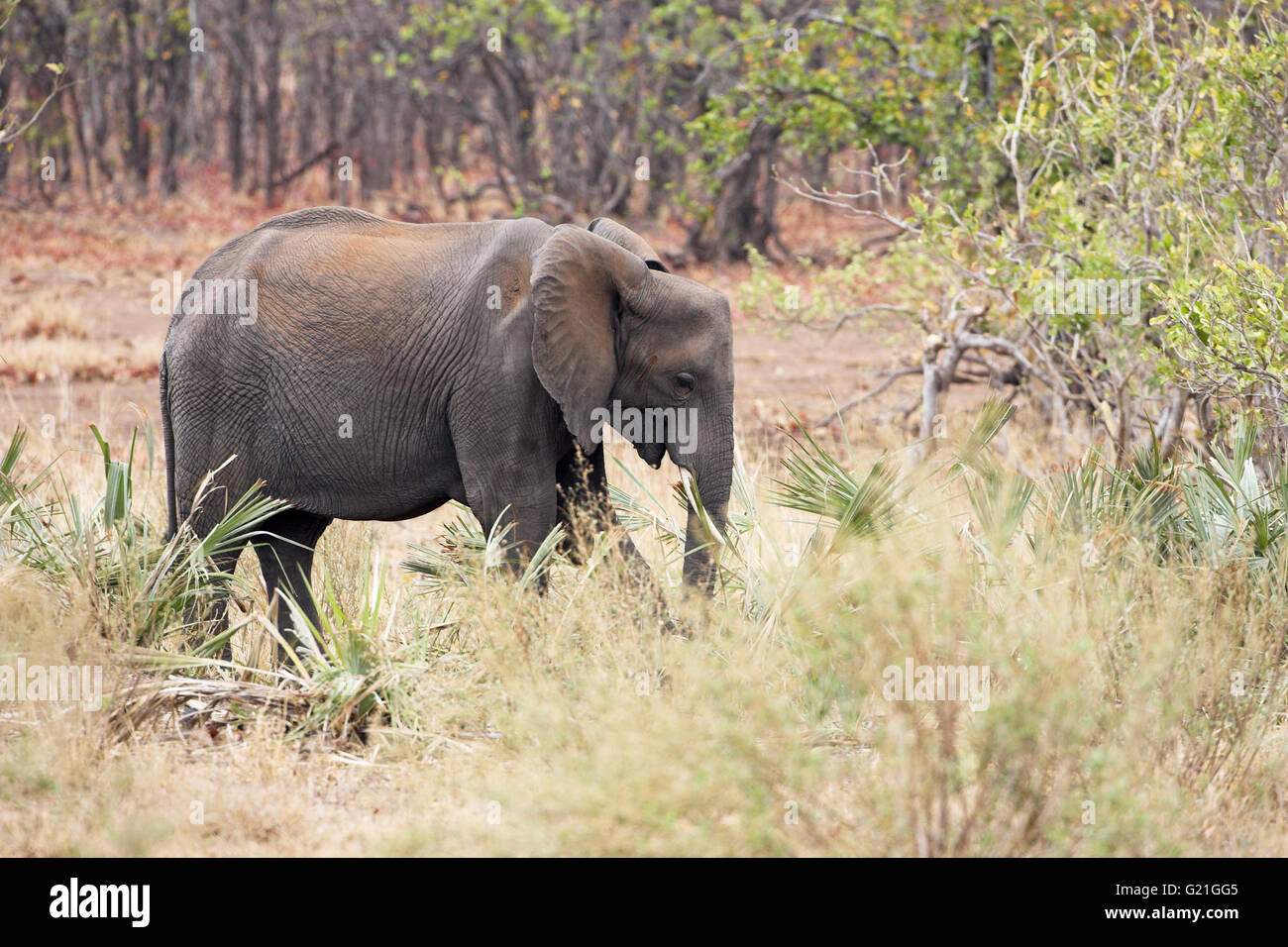 African savanna elephant Loxodonta africana Kruger National Park South Africa Stock Photo