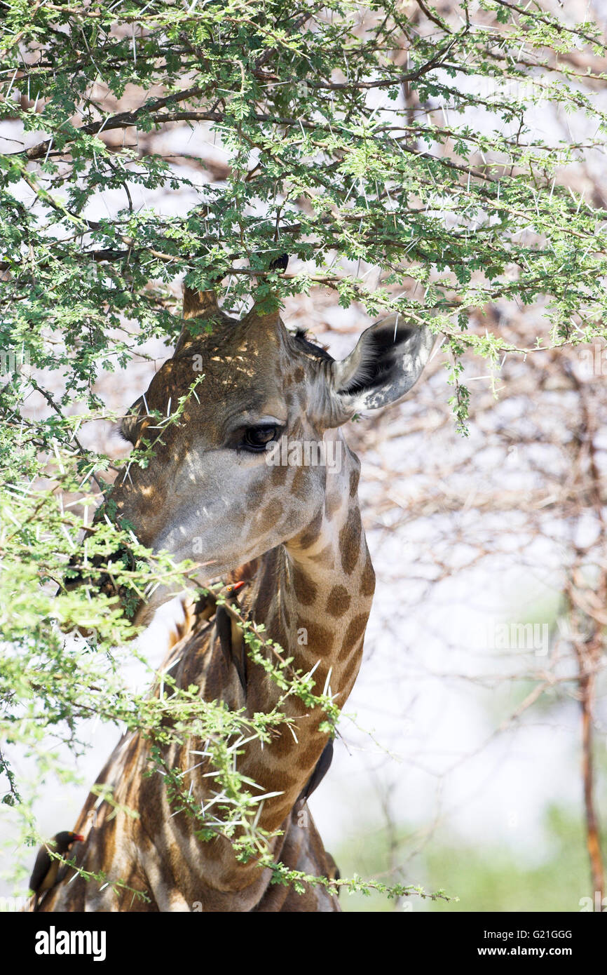 Giraffe Giraffe camelopardalis browsing Kruger National Park South Africa Stock Photo