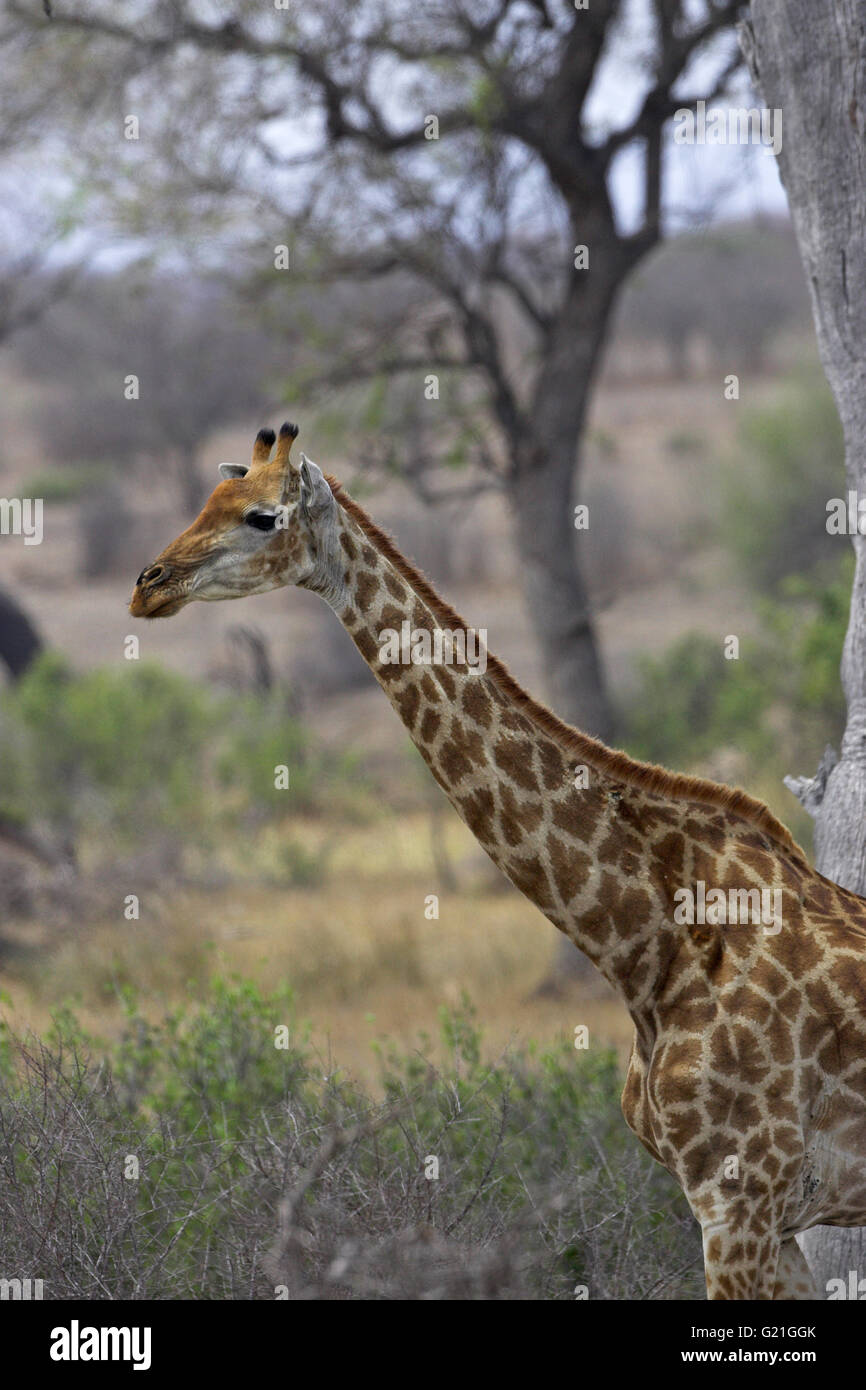 Giraffe Giraffe camelopardalis Kruger National Park South Africa Stock Photo