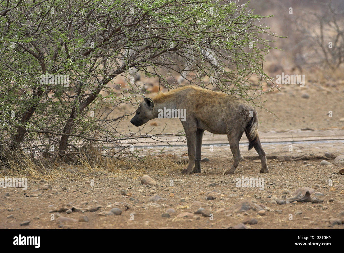 Spotted hyaena Crocuta crocuta Kruger National Park South Africa Stock Photo