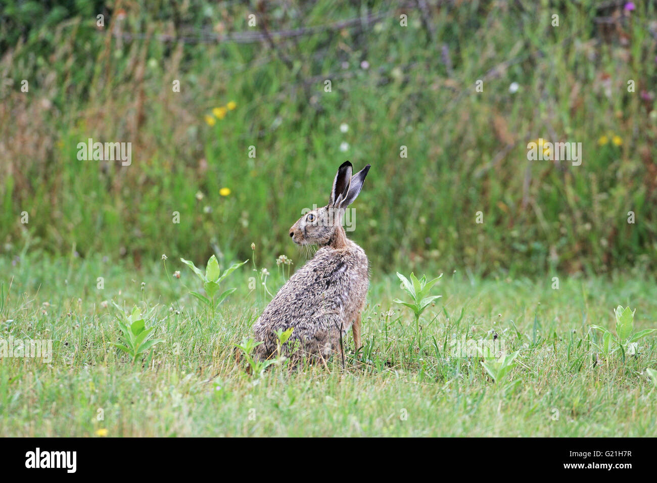 Brown hare Lepus capensis looking looking out for predators in a field near Tiszaalpar Hungary Stock Photo