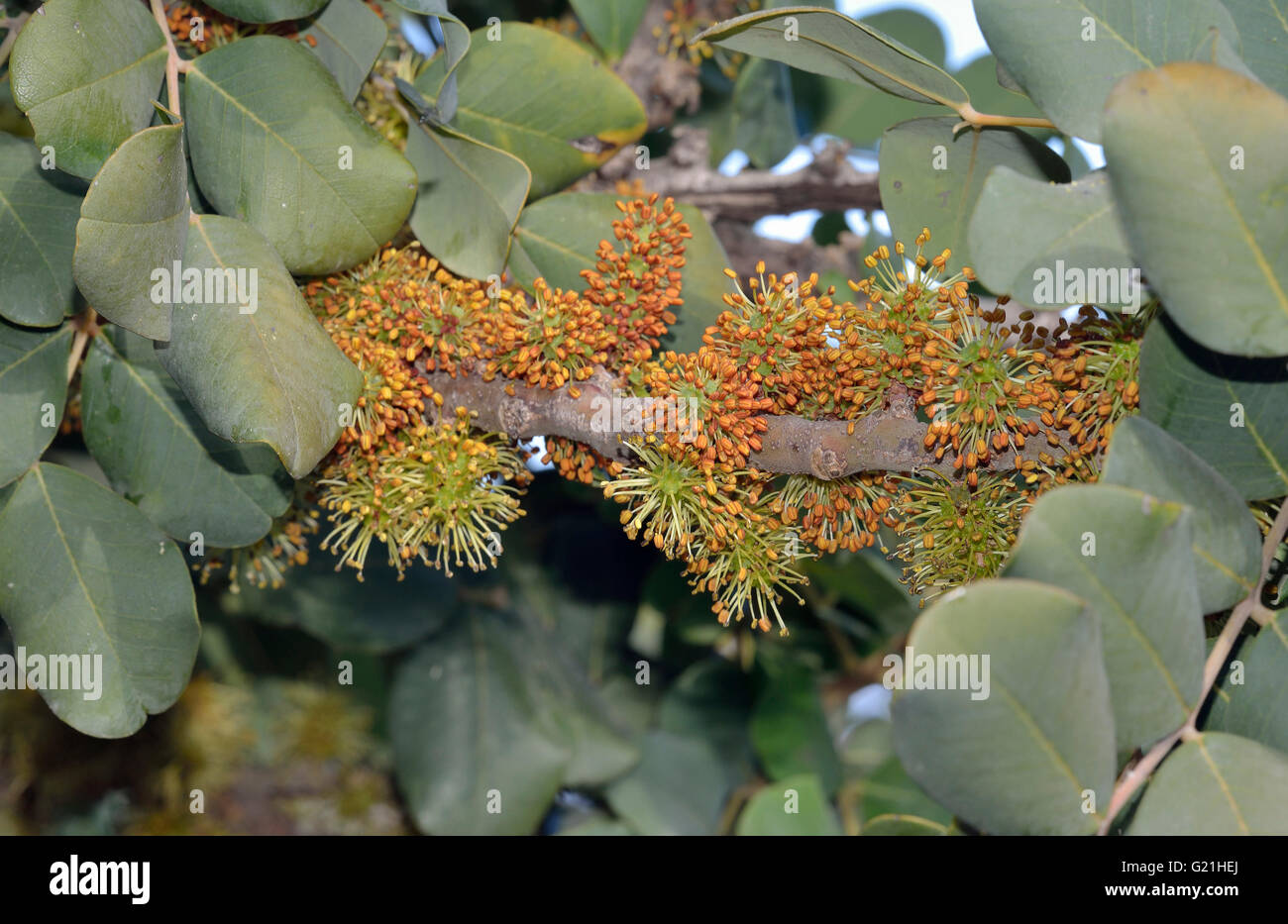 Carob or Locust Tree Ceratonia siliqua Flowers & Leaves Stock Photo