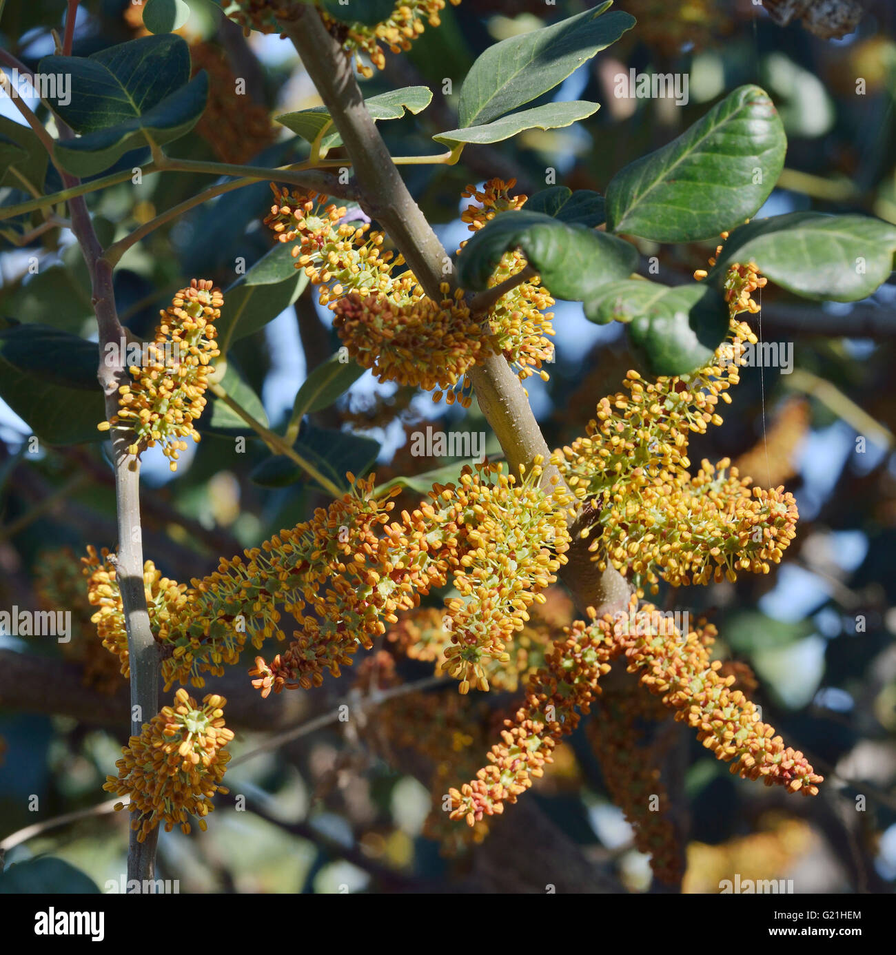 Carob or Locust Tree Ceratonia siliqua Flowers Stock Photo Alamy