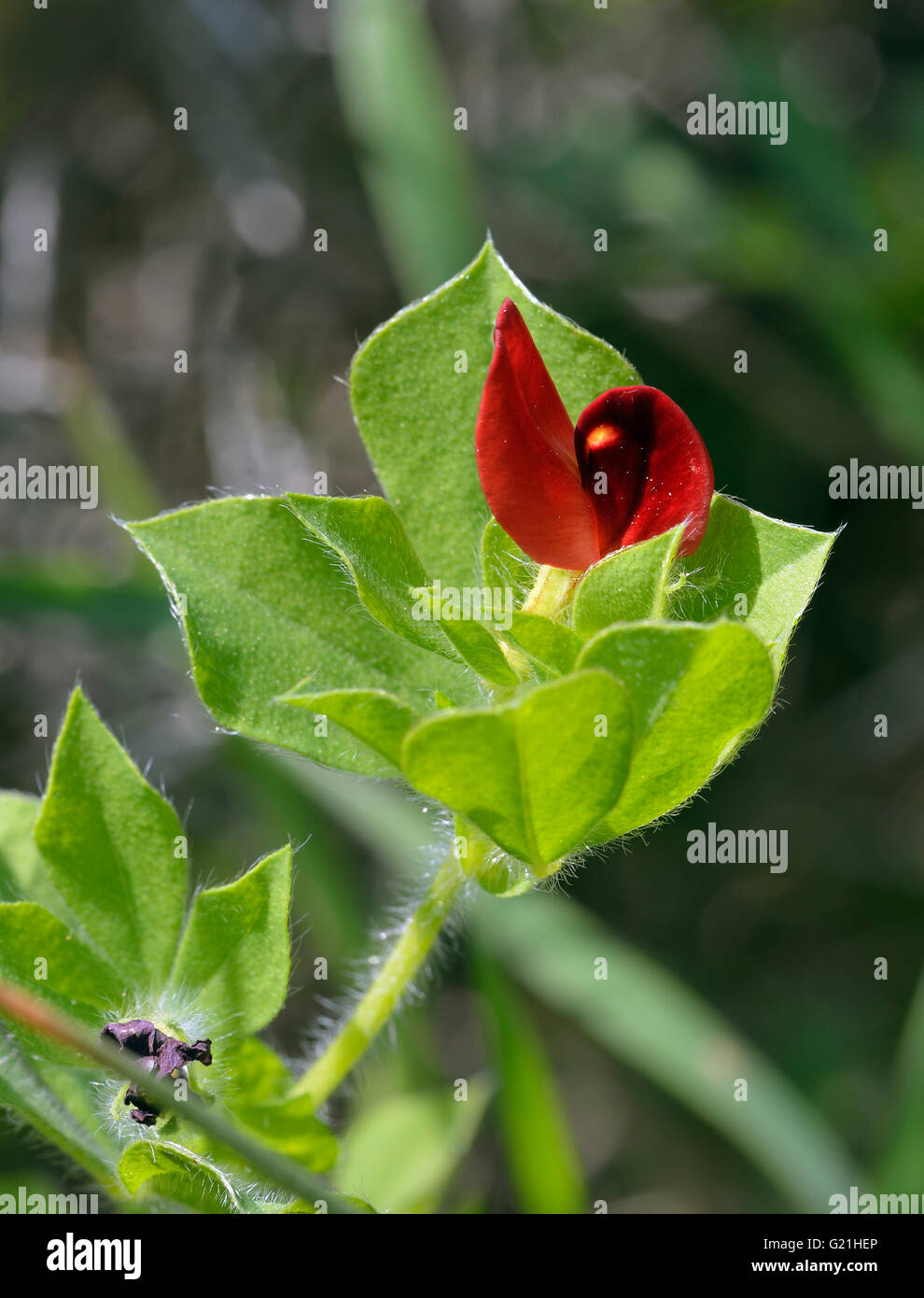 Winged or Asparagus Pea - Lotus tetragonolobus  syn. Tetragonolobus purpureus Stock Photo