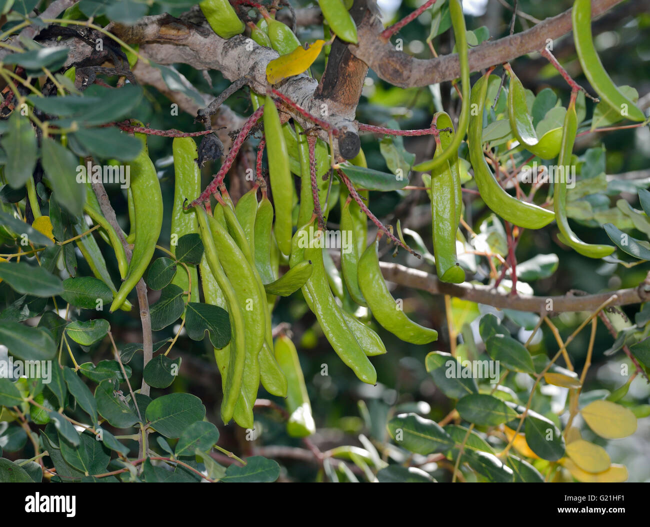 Carob or Locust Tree - Ceratonia siliqua Green Seed Pods on Tree Stock Photo
