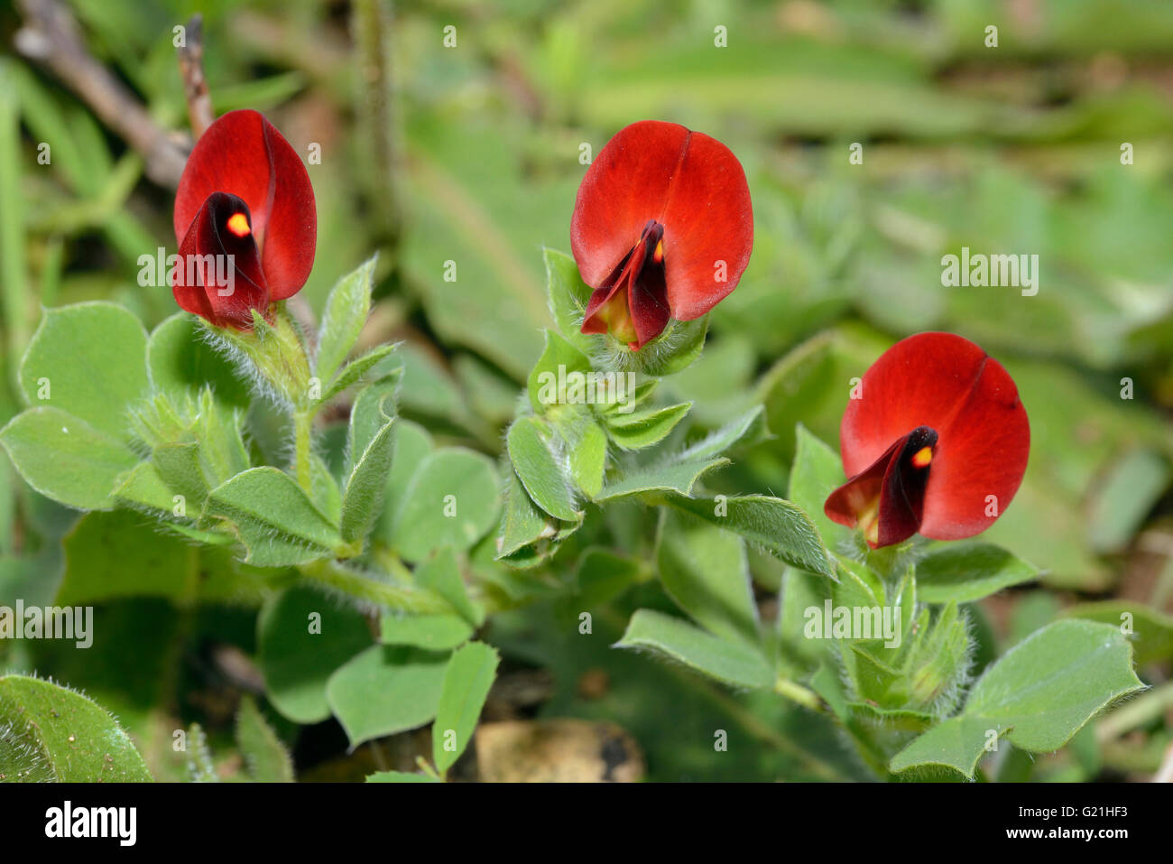 Winged or Asparagus Pea - Lotus tetragonolobus  syn. Tetragonolobus purpureus Stock Photo