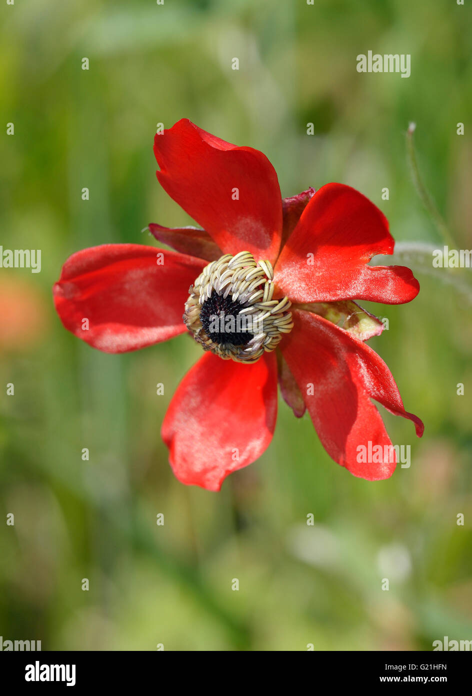 Turban Buttercup - Ranunculus asiaticus  Red form Flower Stock Photo