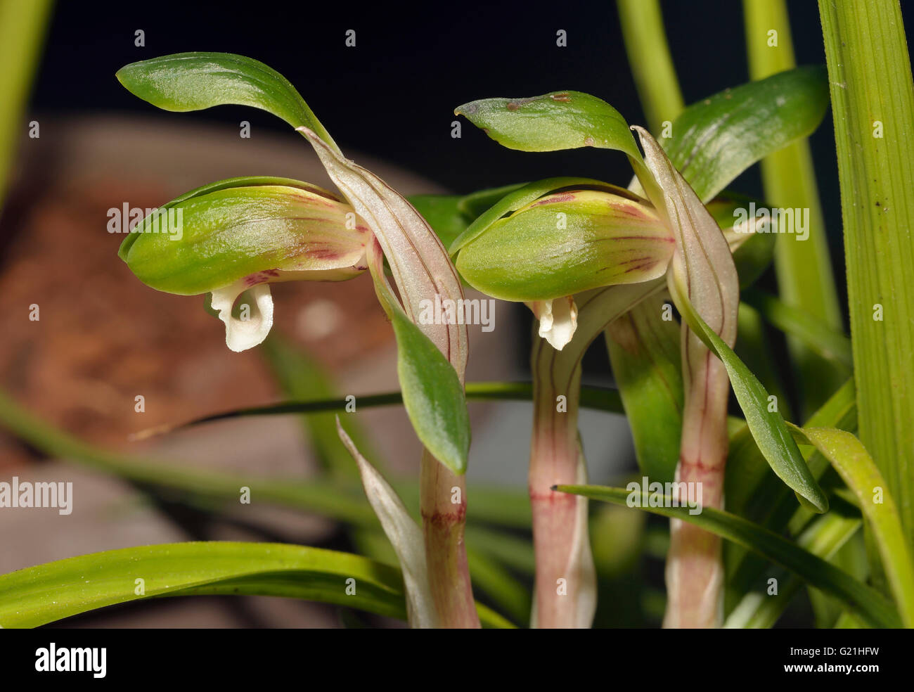 Goerings Cymbidium or Noble Orchid - Cymbidium goeringii  From Himalayan India; Bhutan; China; Taiwan; Ryukyu Islands; Japan and Stock Photo