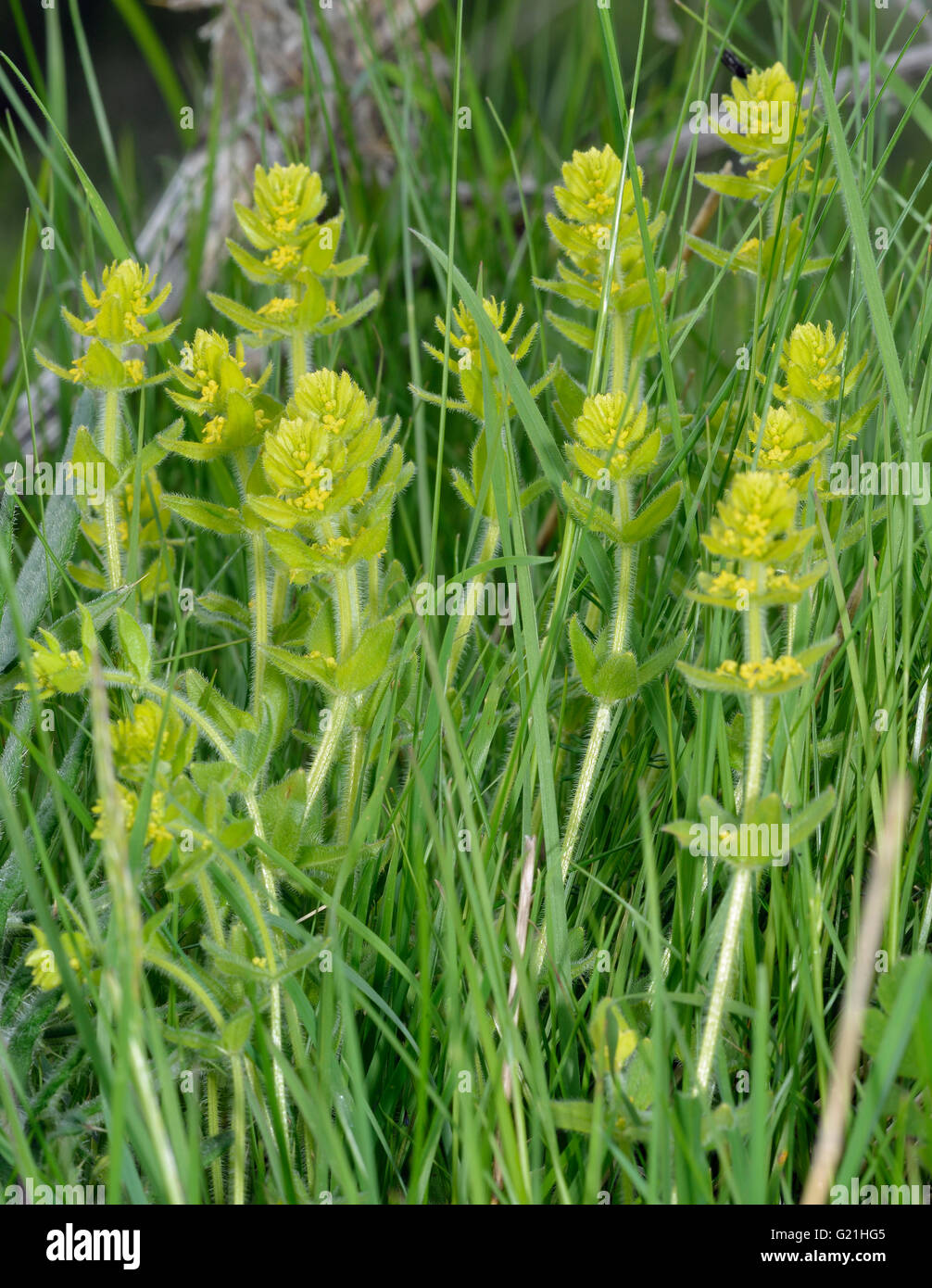 Crosswort - Cruciata laevipes Calcareous Grassland Wild Flower Stock Photo