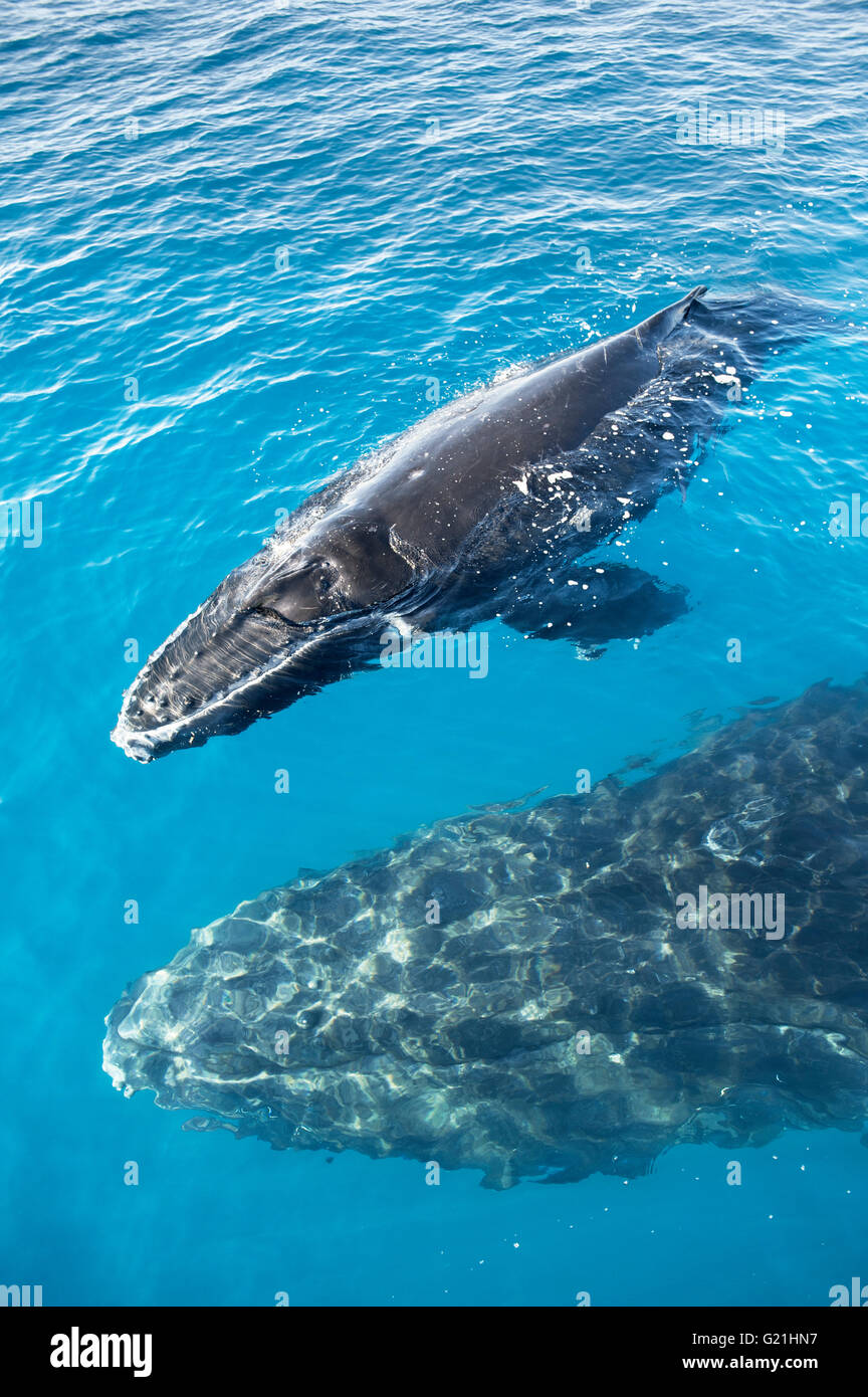 Humpback Whales (Megaptera novaeangliae), mother and calf, Hervey Bay, Queensland, Australia Stock Photo