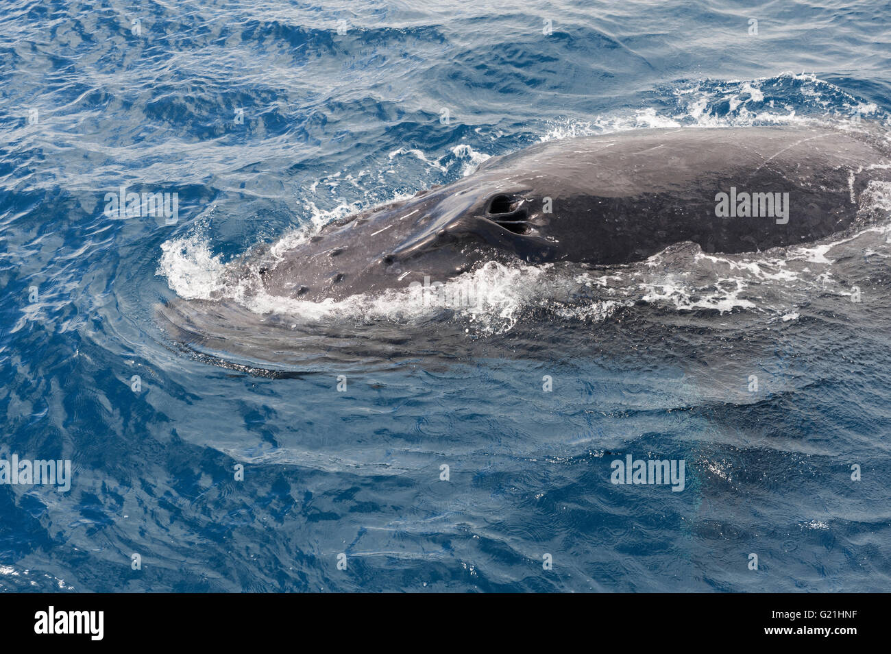 Humpback whale (Megaptera novaeangliae) adult surfacing, Hervey Bay, Queensland, Australia Stock Photo
