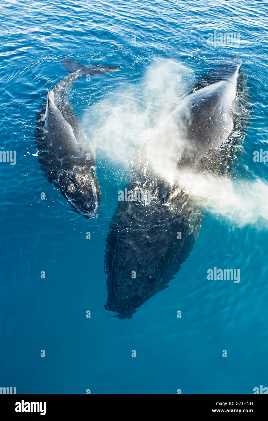 Humpback Whales (Megaptera novaeangliae), Mother and Calf, Hervey Bay, Queensland, Australia Stock Photo