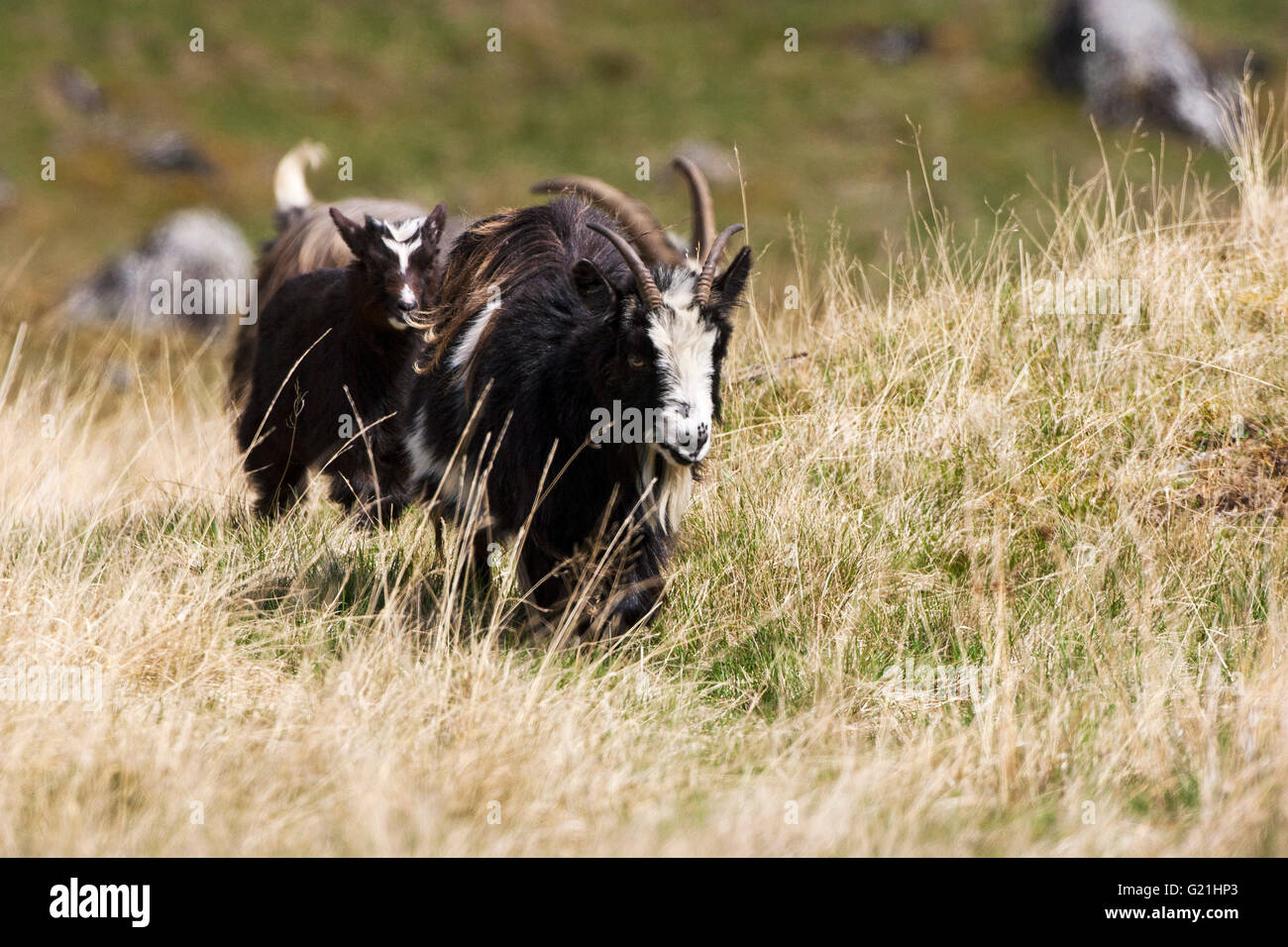 Feral goat walking through rough grassland Strathdearn Highland Region Scotland UK Stock Photo