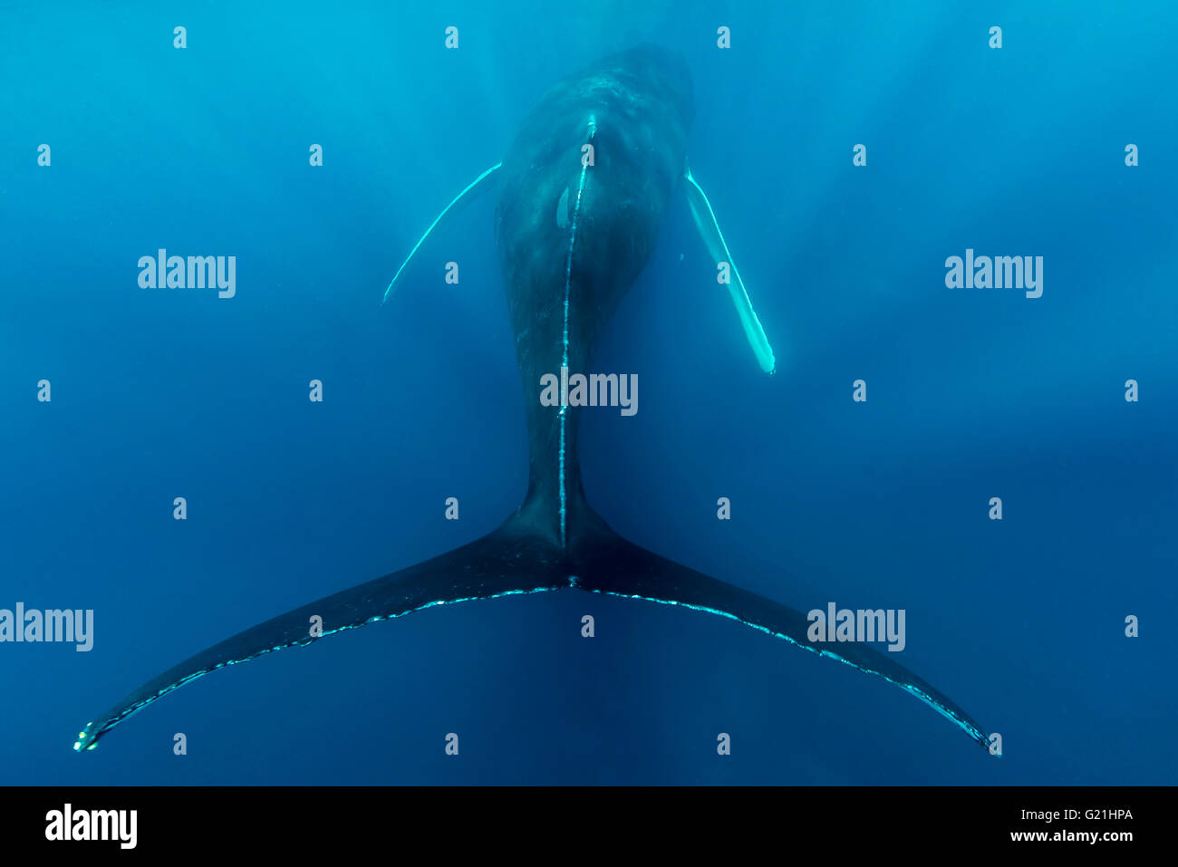Humpback whale (Megaptera novaeangliae), from behind, symmetrical, with fluke, Silver Banks, Dominican Republic Stock Photo