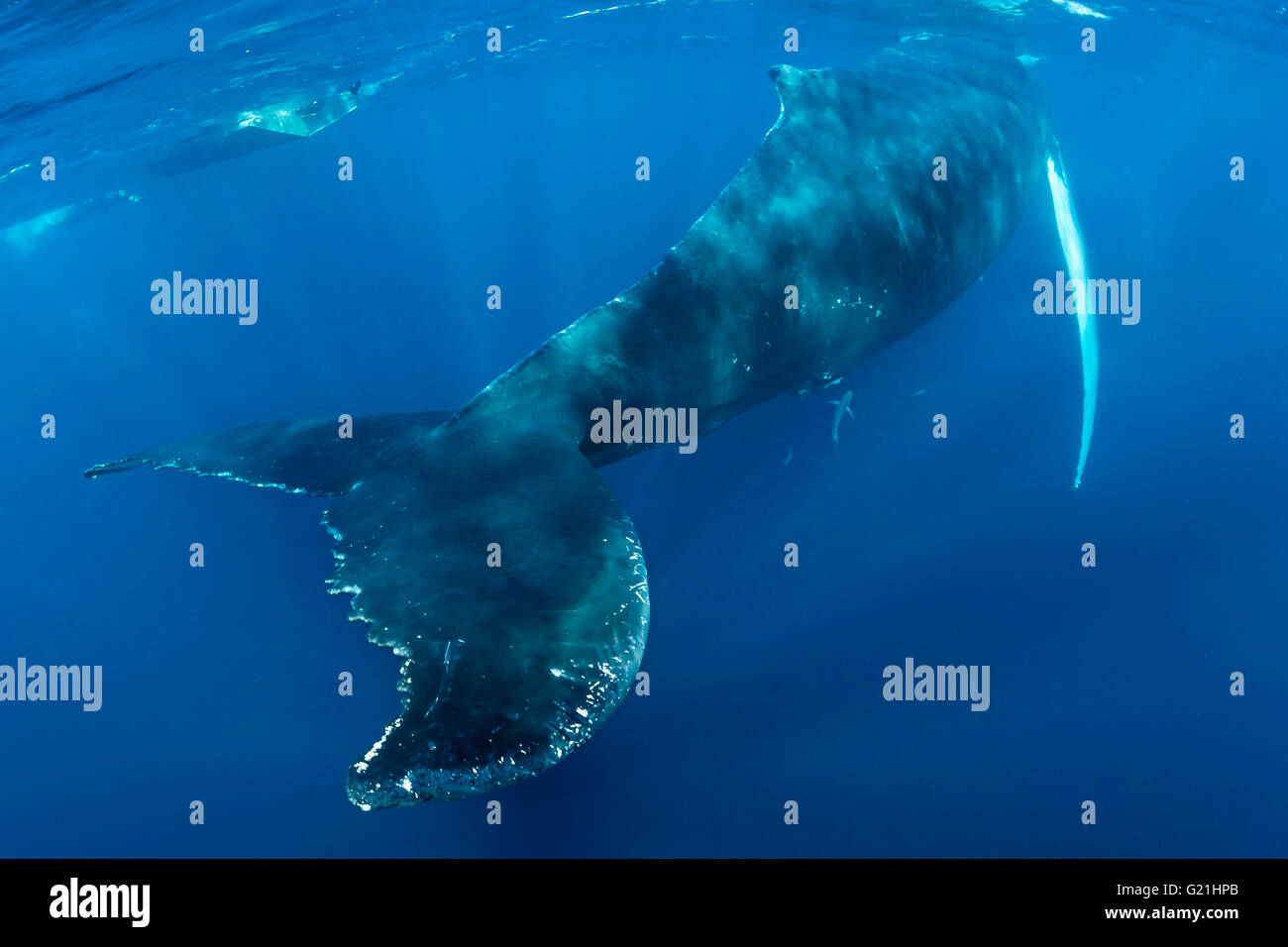 Humpback whale (Megaptera novaeangliae), from behind, with fluke, Silver Banks, Dominican Republic Stock Photo