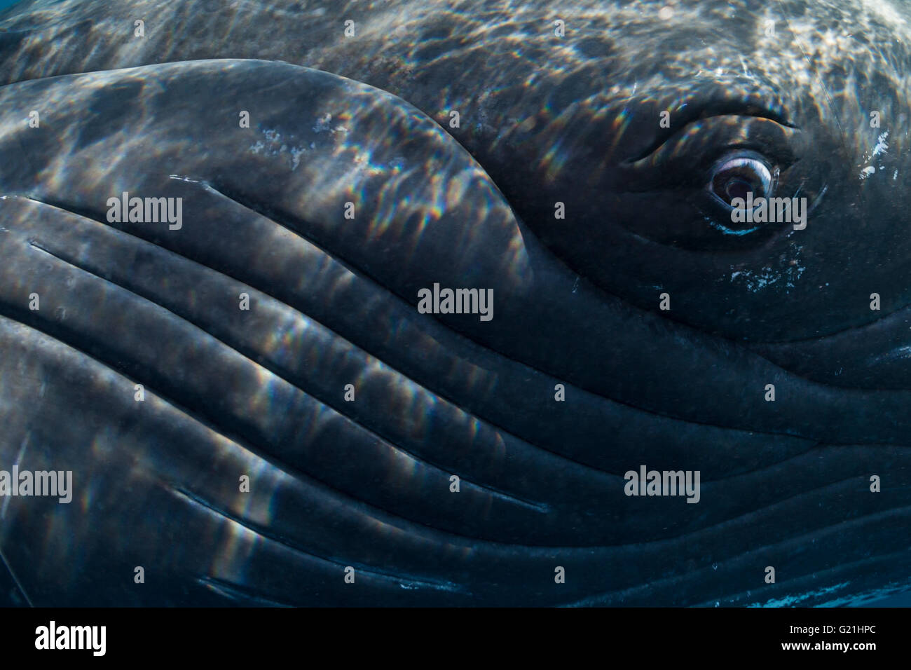 Eye of a humpback whale (Megaptera novaeangliae), detail, Silver Banks, Dominican Republic Stock Photo