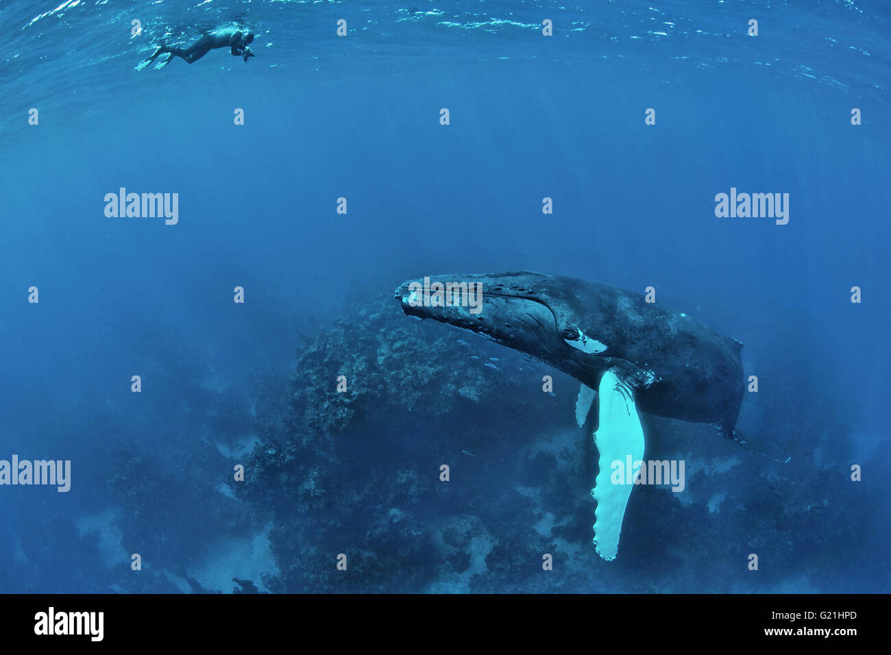 Humpback whale (Megaptera novaeangliae) with divers, Silver Banks, Dominican Republic Stock Photo